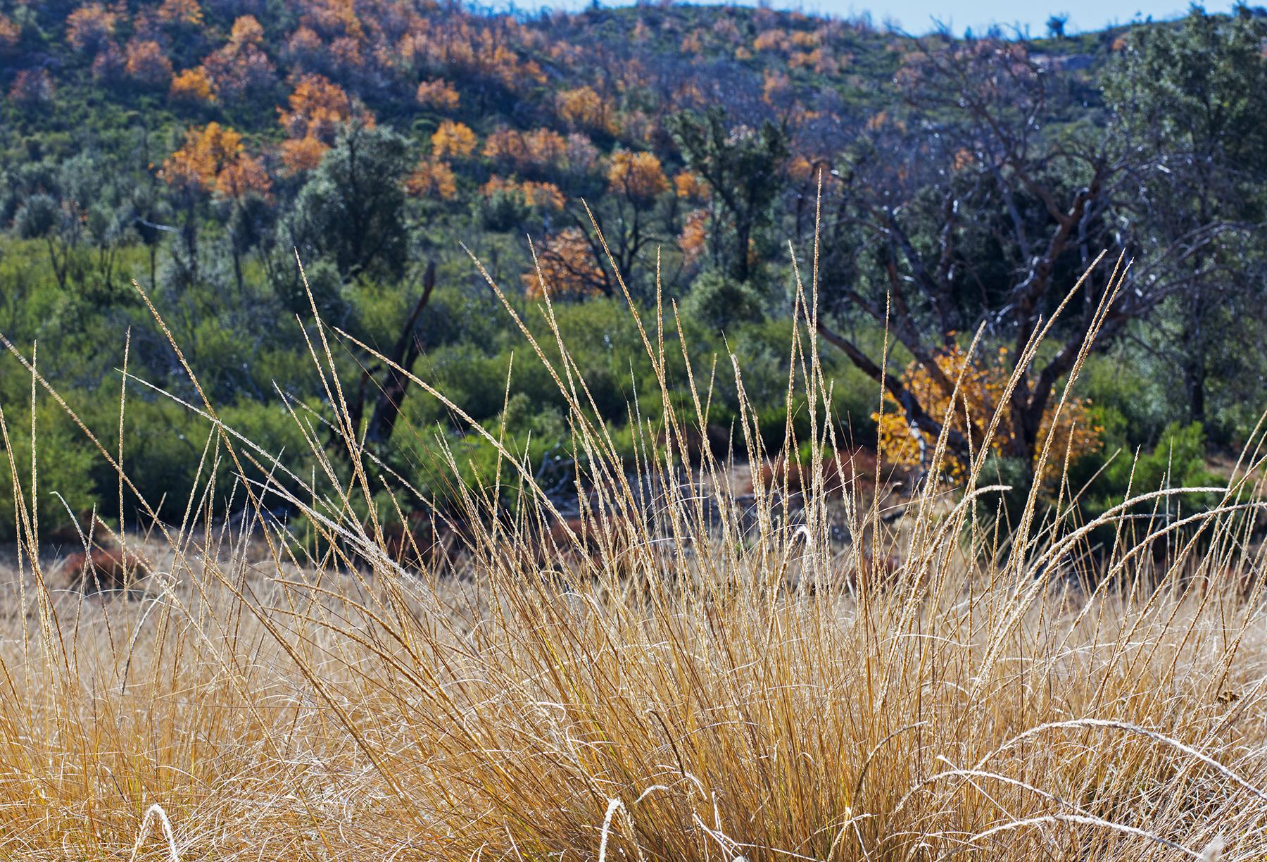 Close-up of golden dry grass with colorful trees on a distant hillside.
