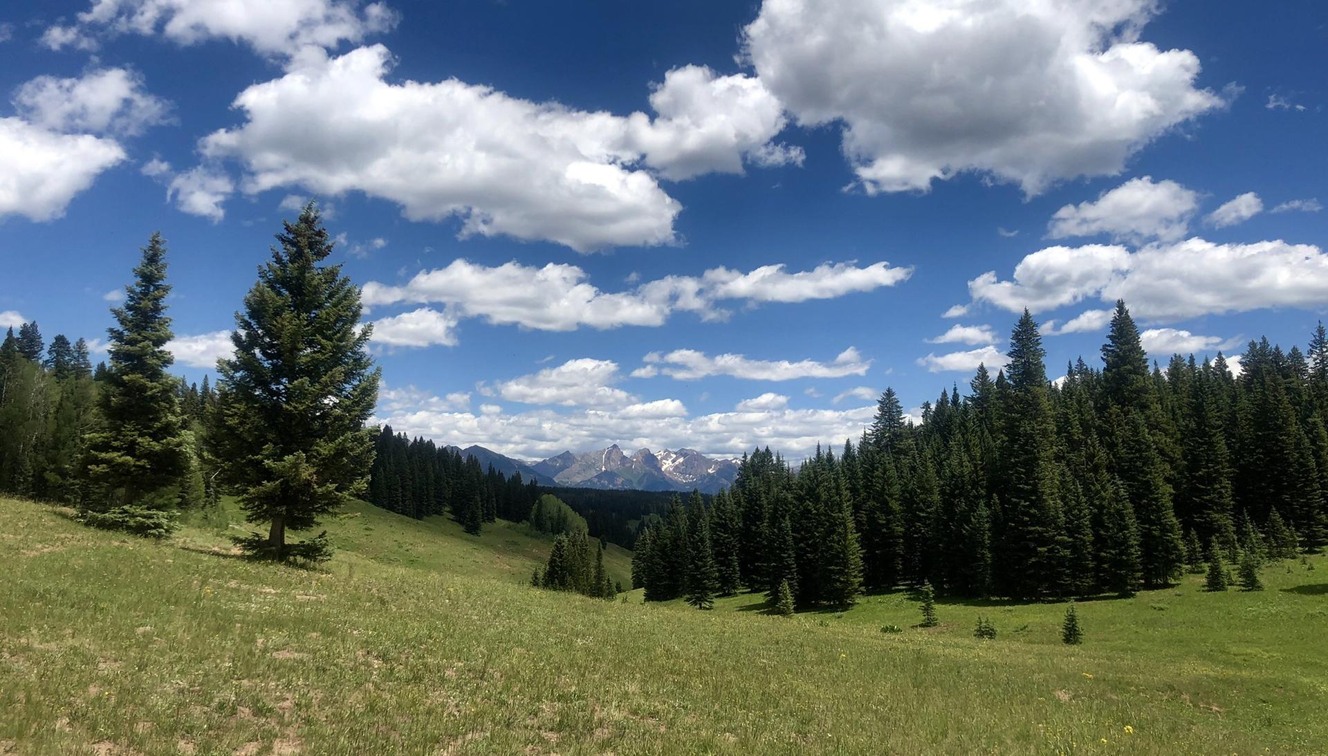 Sunny green meadow, tall pine trees, and distant mountains under a cloudy sky.