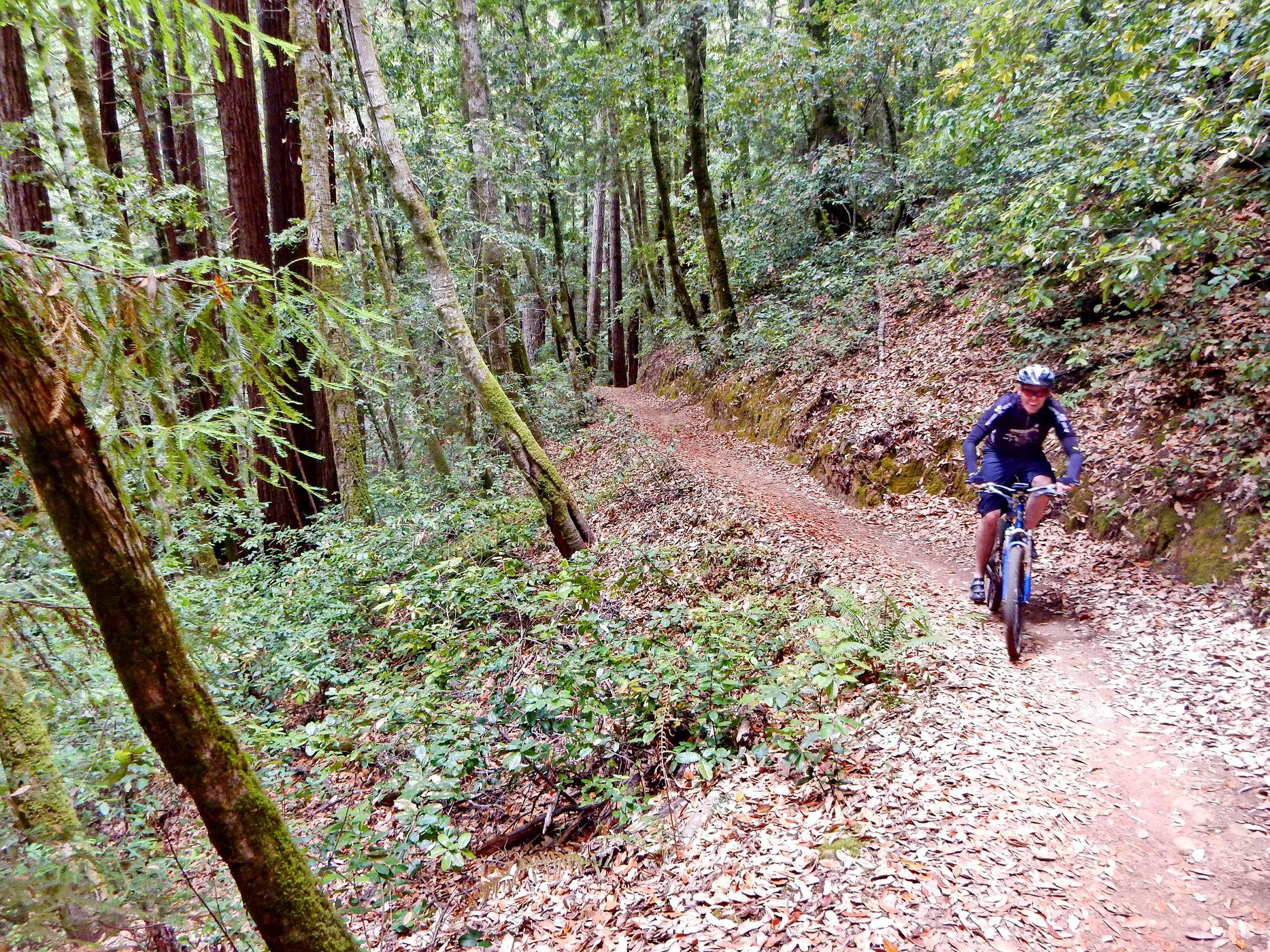 Man mountain biking on a winding dirt path through a dense, green forest.