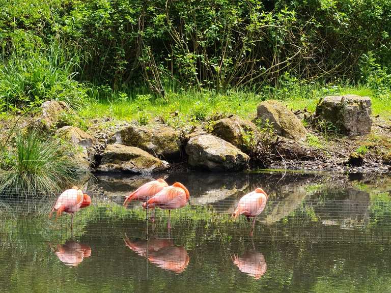 Flamingo Teich wandelroutes en hikes Komoot