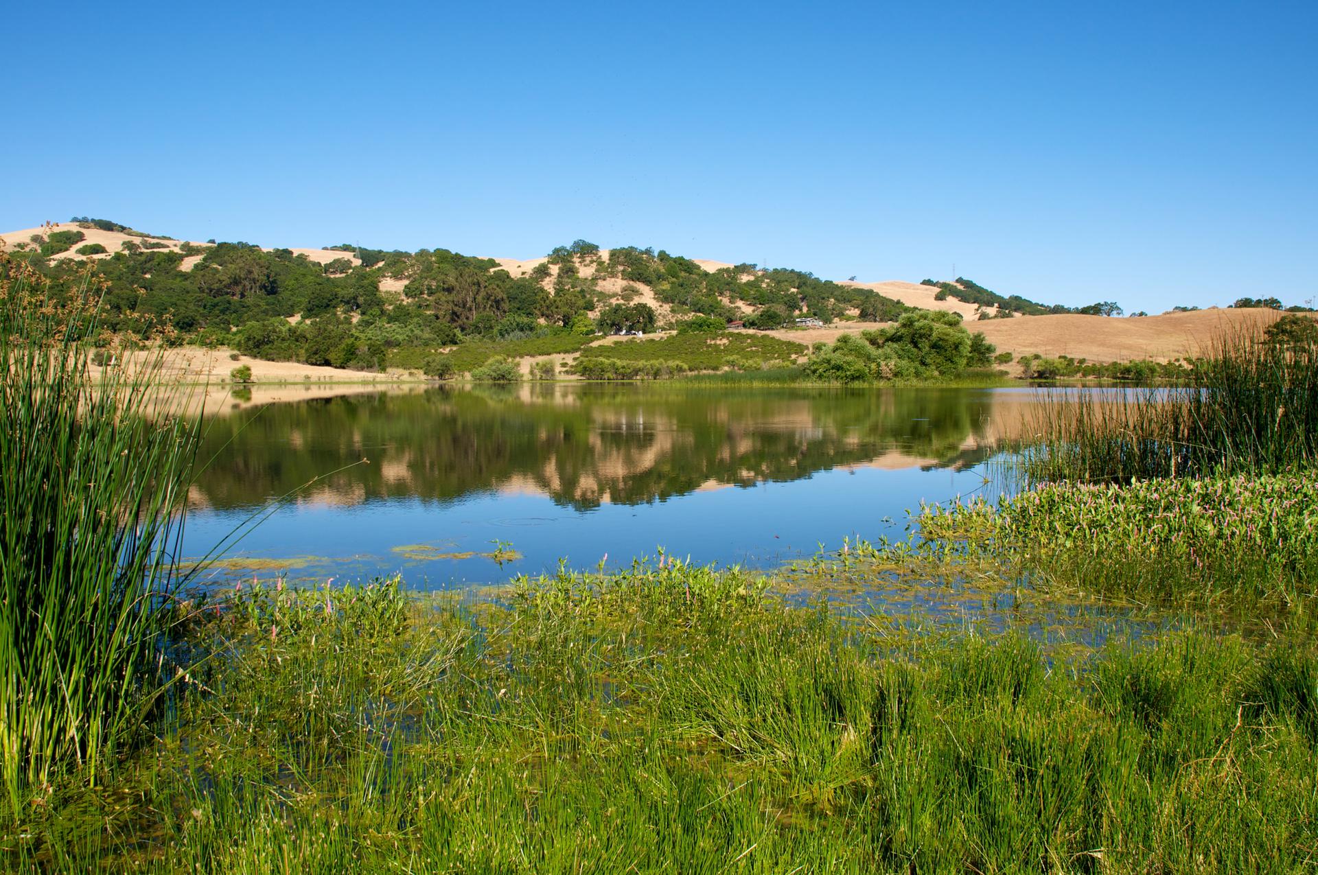 Vibrant green reeds frame a calm lake reflecting distant hills on a sunny day.