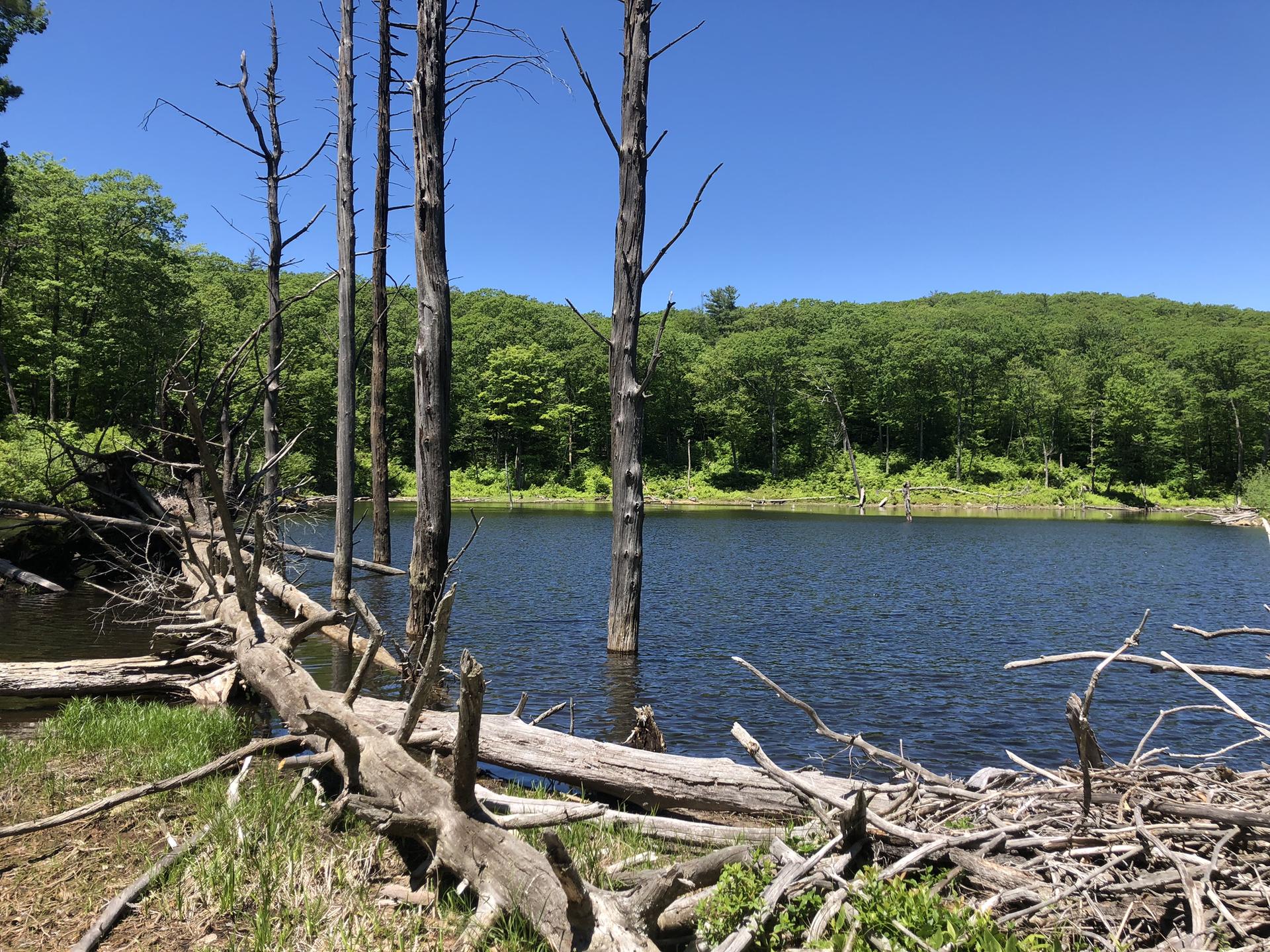 A pond with dead trees in water and fallen logs, surrounded by green forest.