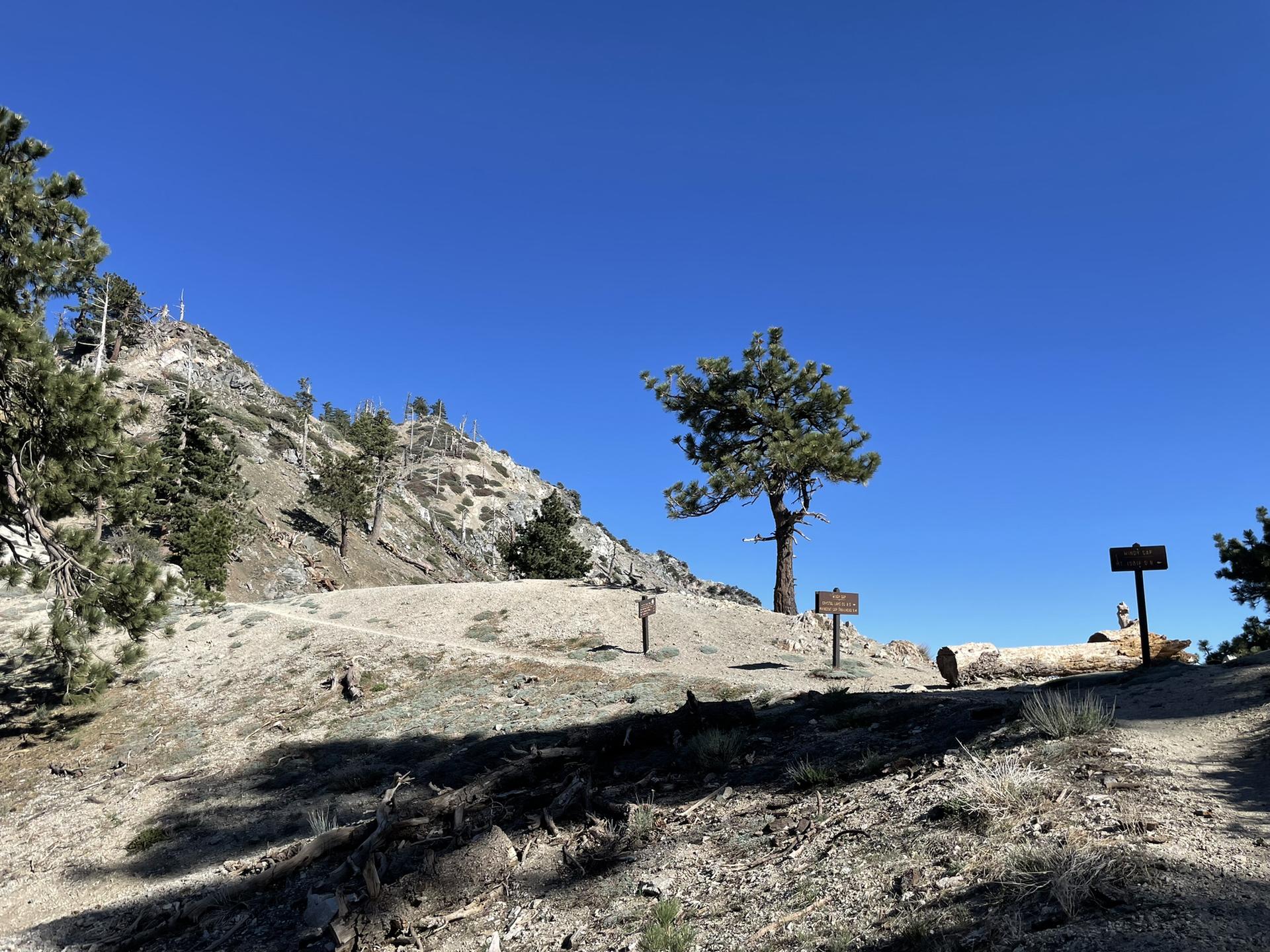 Sunny dirt path on a dry hillside with a single pine tree and signs.