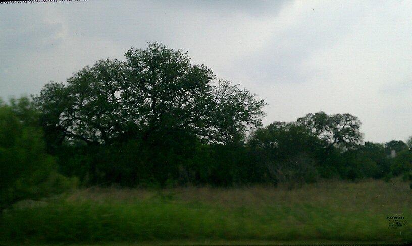 Overcast sky above a dense forest and a grassy field.