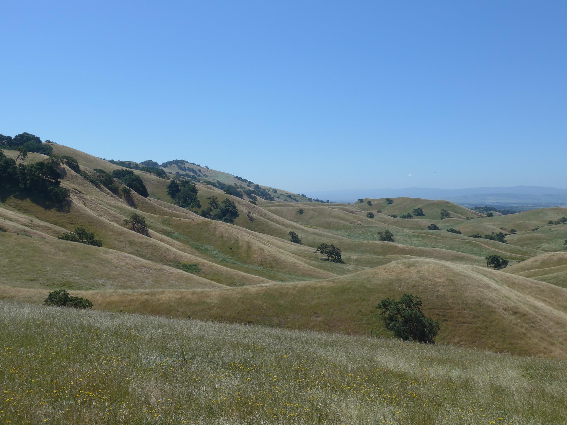 Rolling green and golden hills with scattered trees under a clear blue sky.