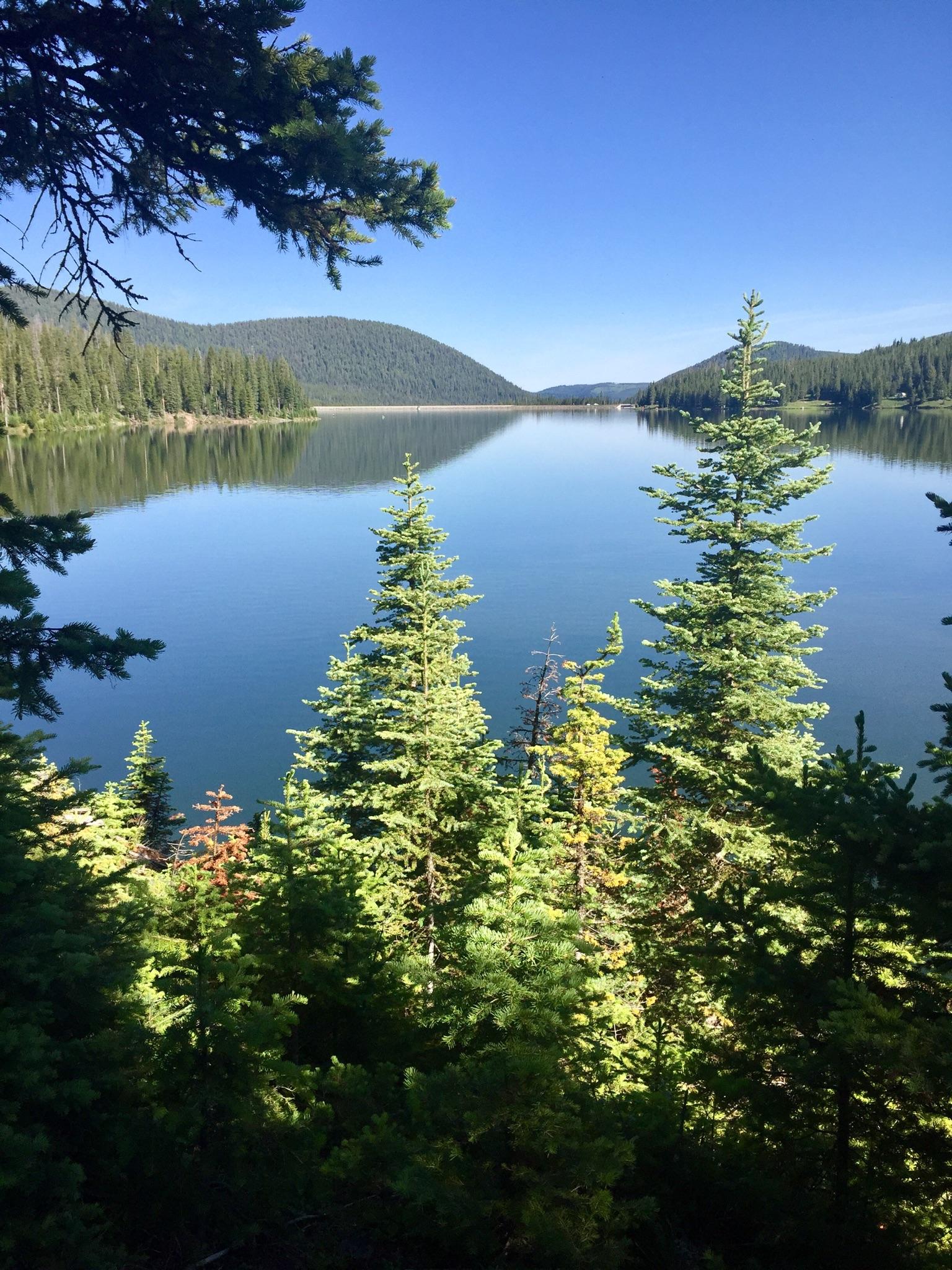 Calm lake reflecting mountains, framed by sunlit pine trees on a clear day.
