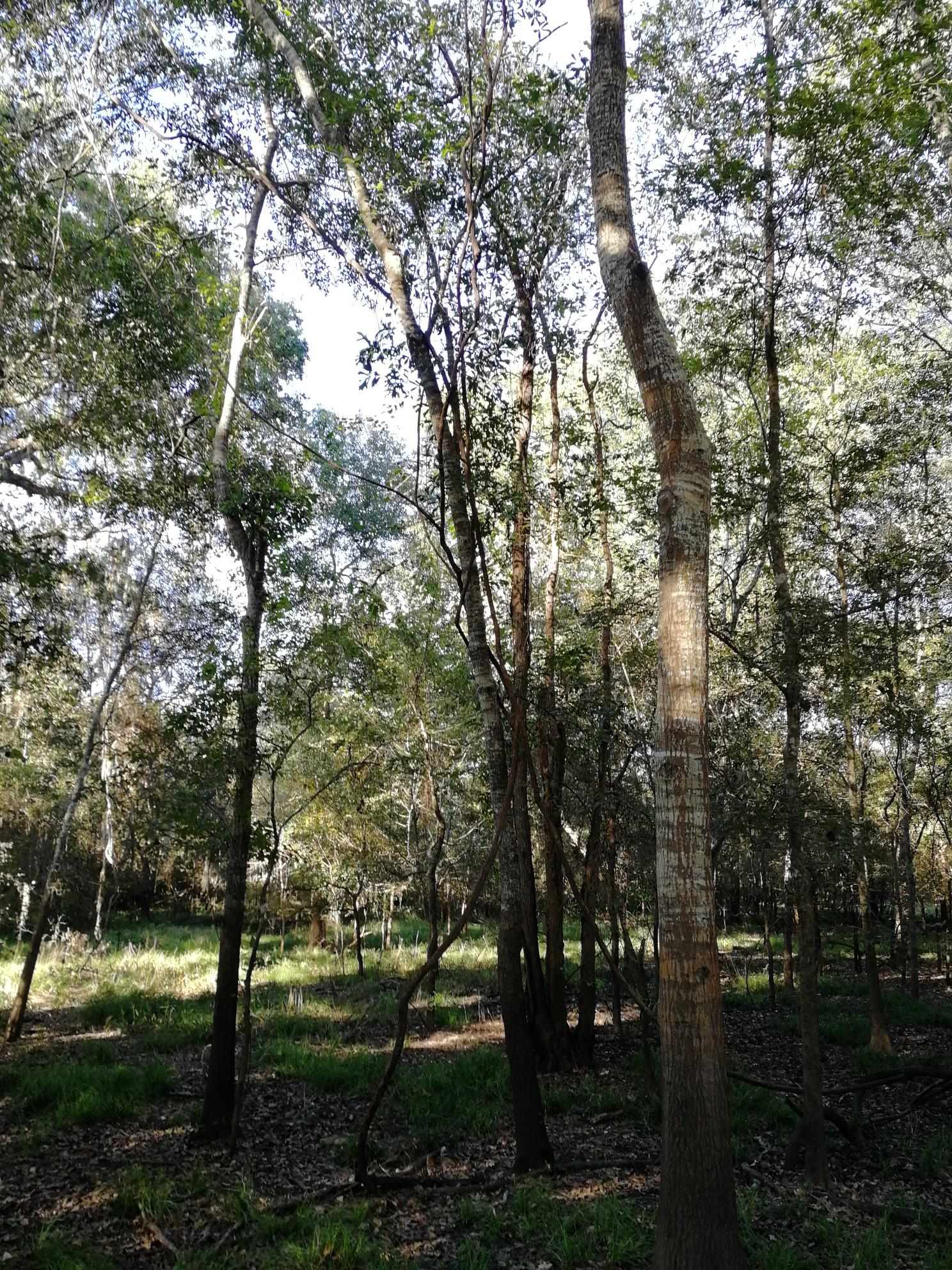 Sunlight filters through tall, slender trees in a dense forest with green undergrowth.