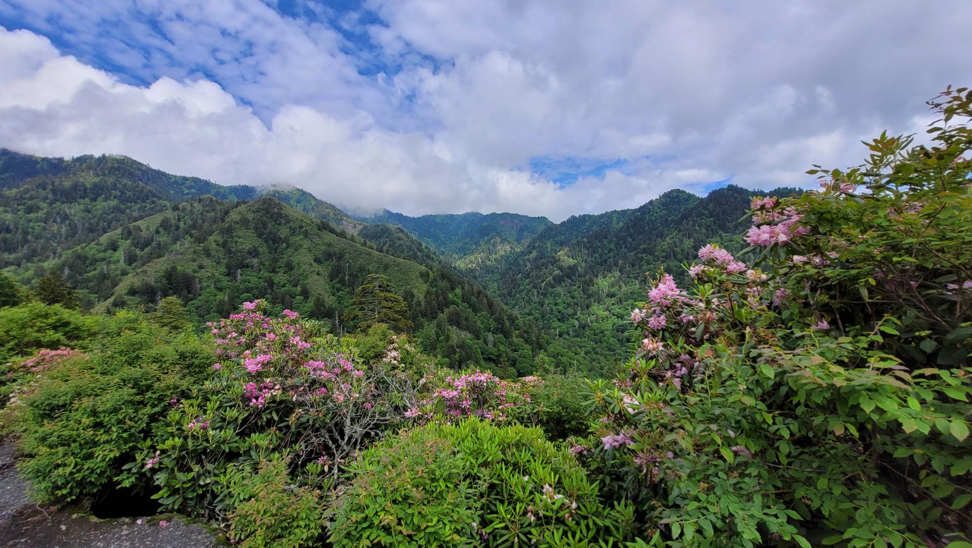 Lush green mountains under a cloudy sky, with pink flowering bushes.