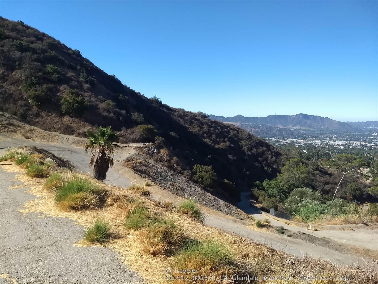 A winding road on a hillside with a palm tree and distant city view.