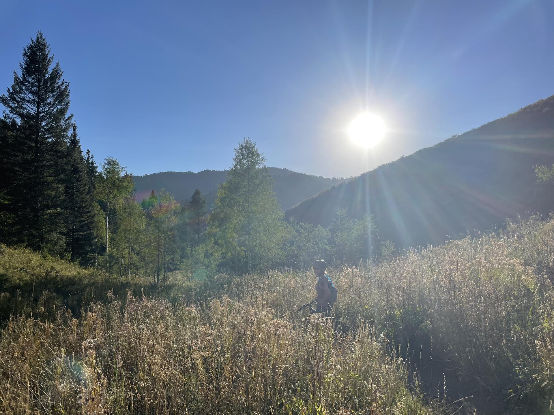 Person walking through sunlit tall grass with mountains in the background.