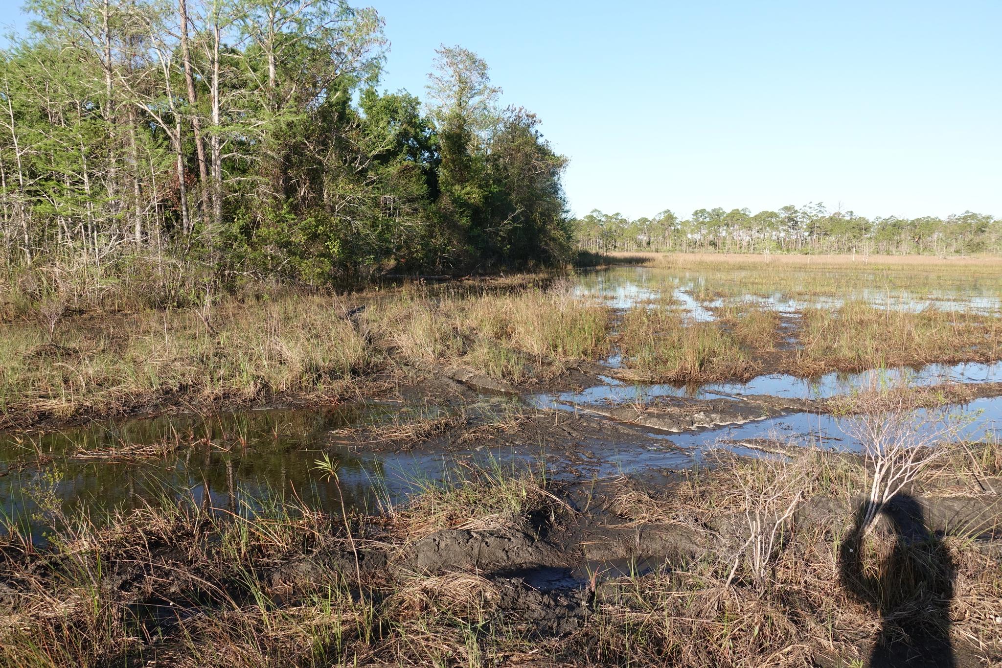 Wetland landscape with water, tall grass, trees, and a person's shadow on a sunny day.