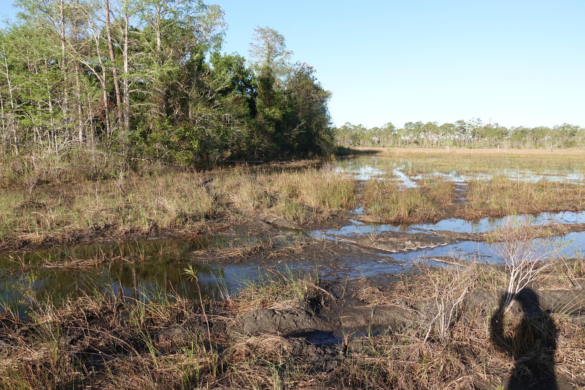 Wetland landscape with water, tall grass, trees, and a person's shadow on a sunny day.