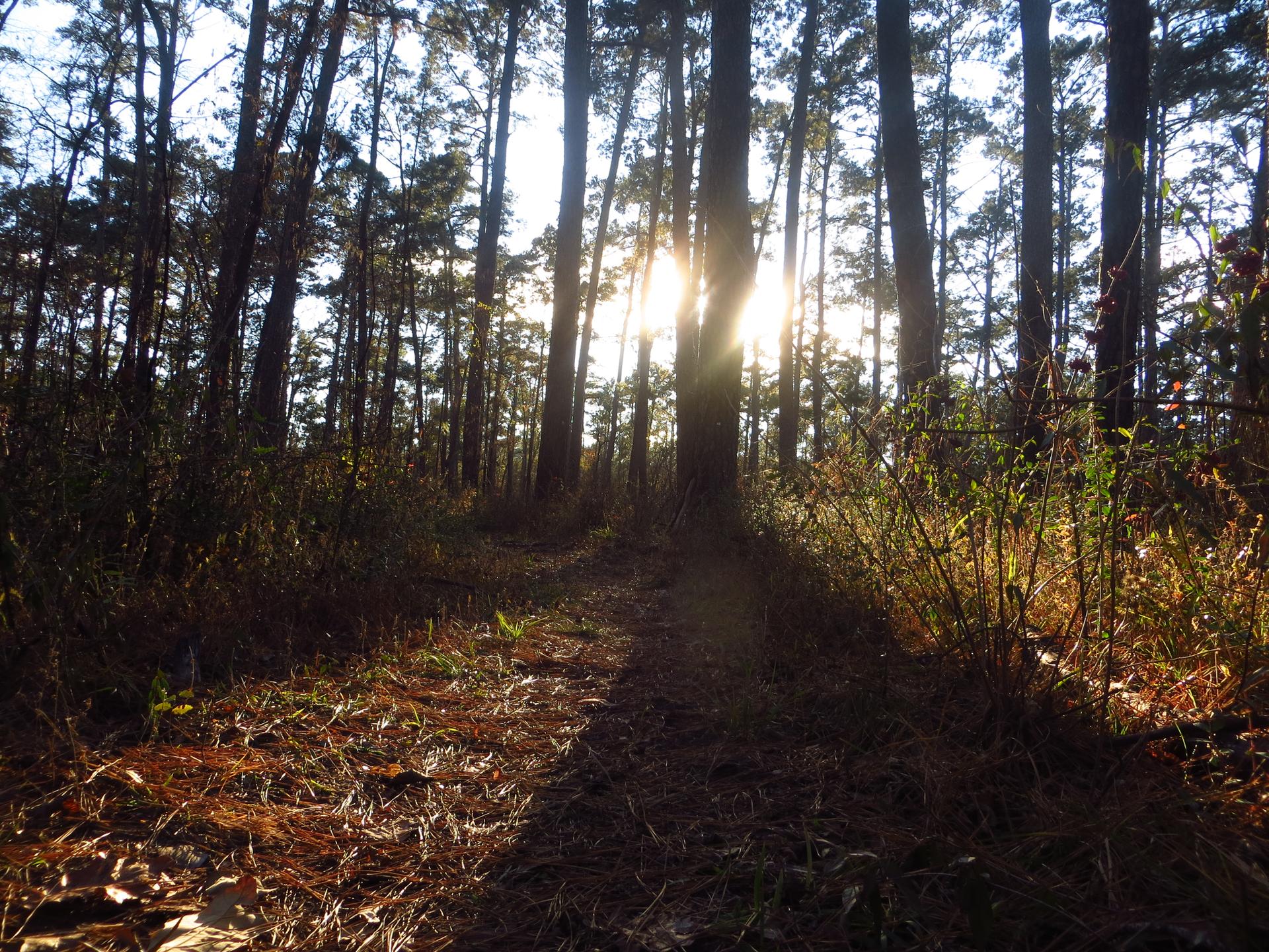 Bright sunbeams pierce through tall forest trees, illuminating a path.