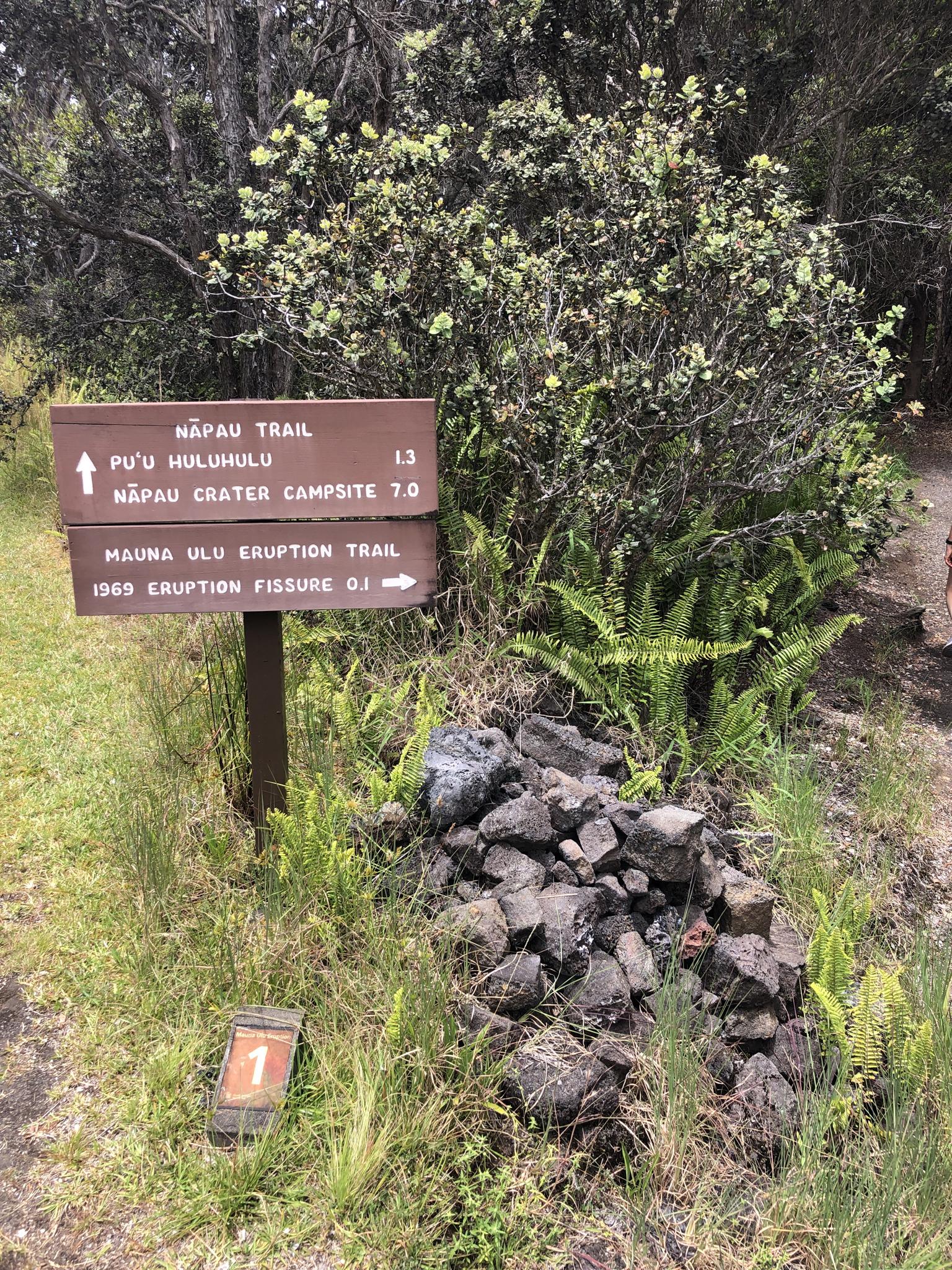 Wooden trail sign with directions, surrounded by green ferns and rocks.