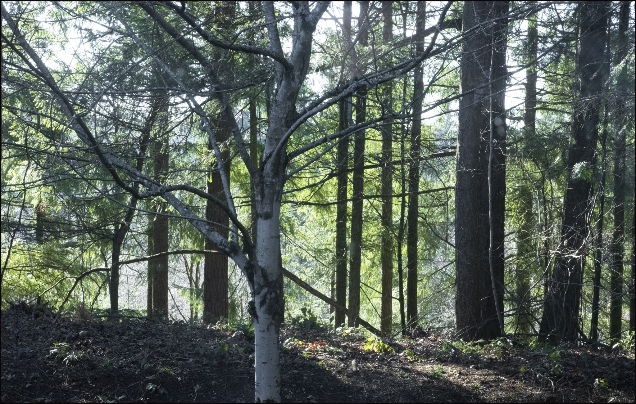 Dappled sunlight illuminates a forest with a pale tree and dark, tall evergreens. - Rocky Trail – Lil Beaver Trail loop from Maple Valley