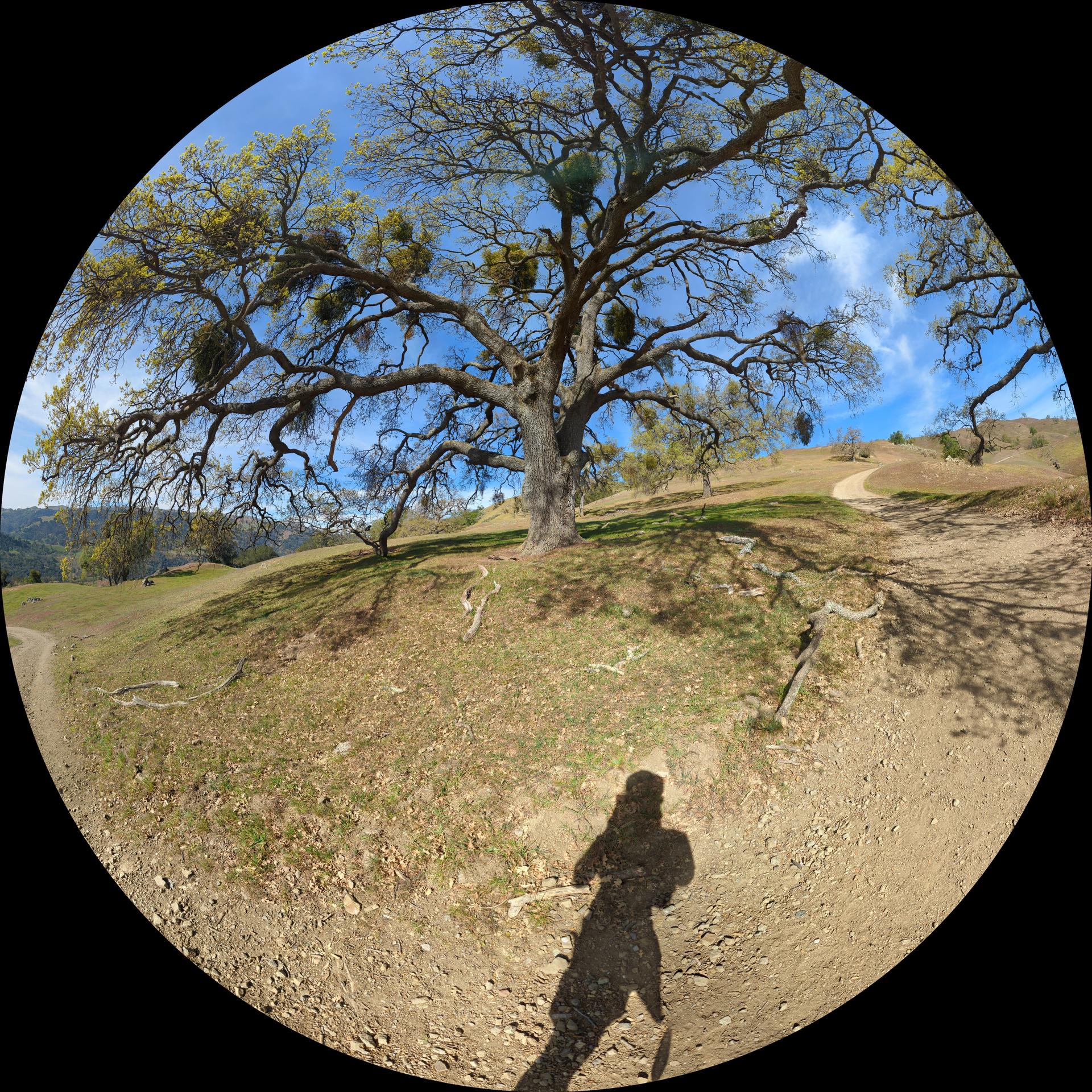 Fisheye view of a large oak tree on a grassy hill with a person's shadow.