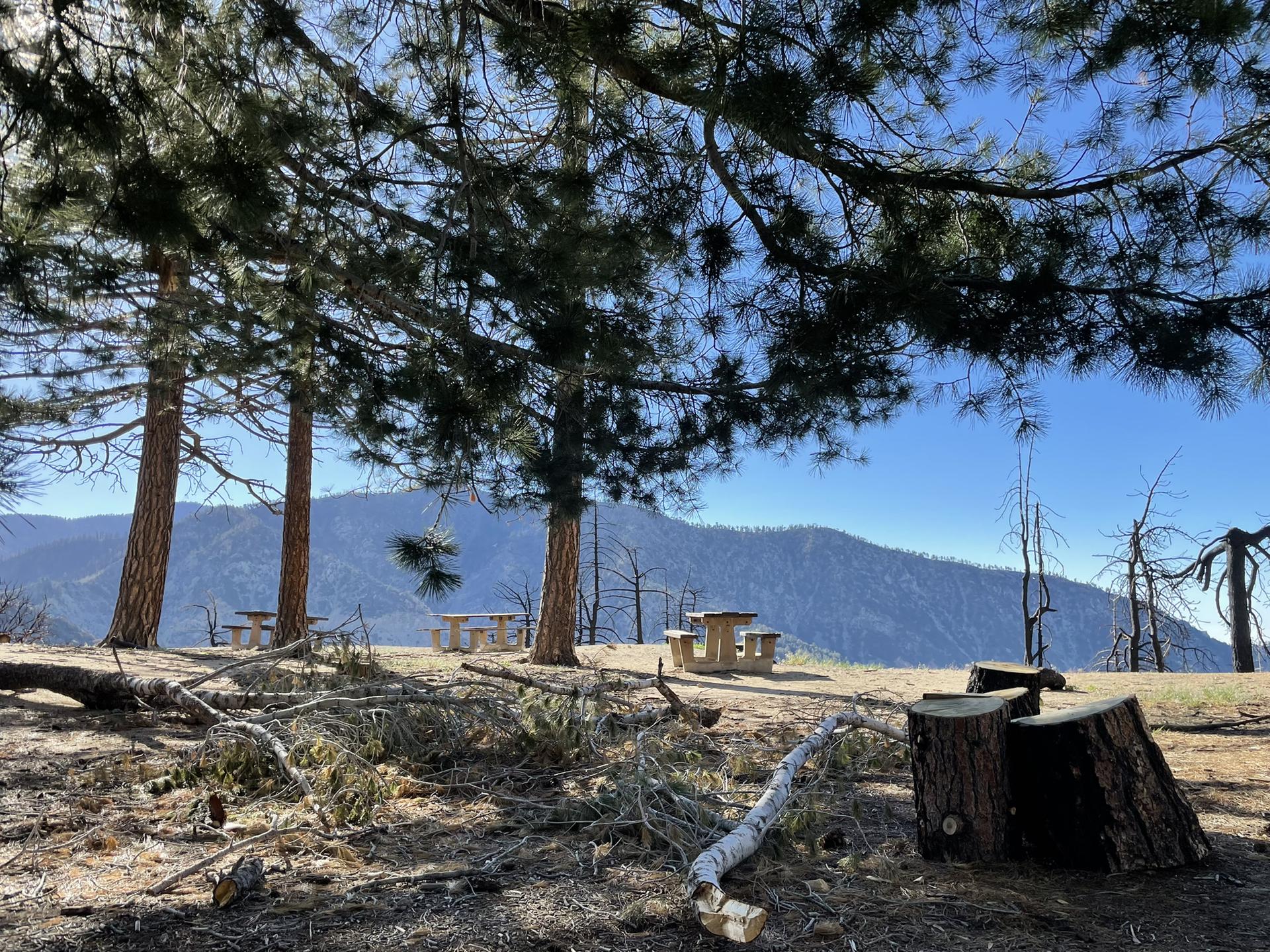 Picnic tables under tall pine trees with a distant mountain view.