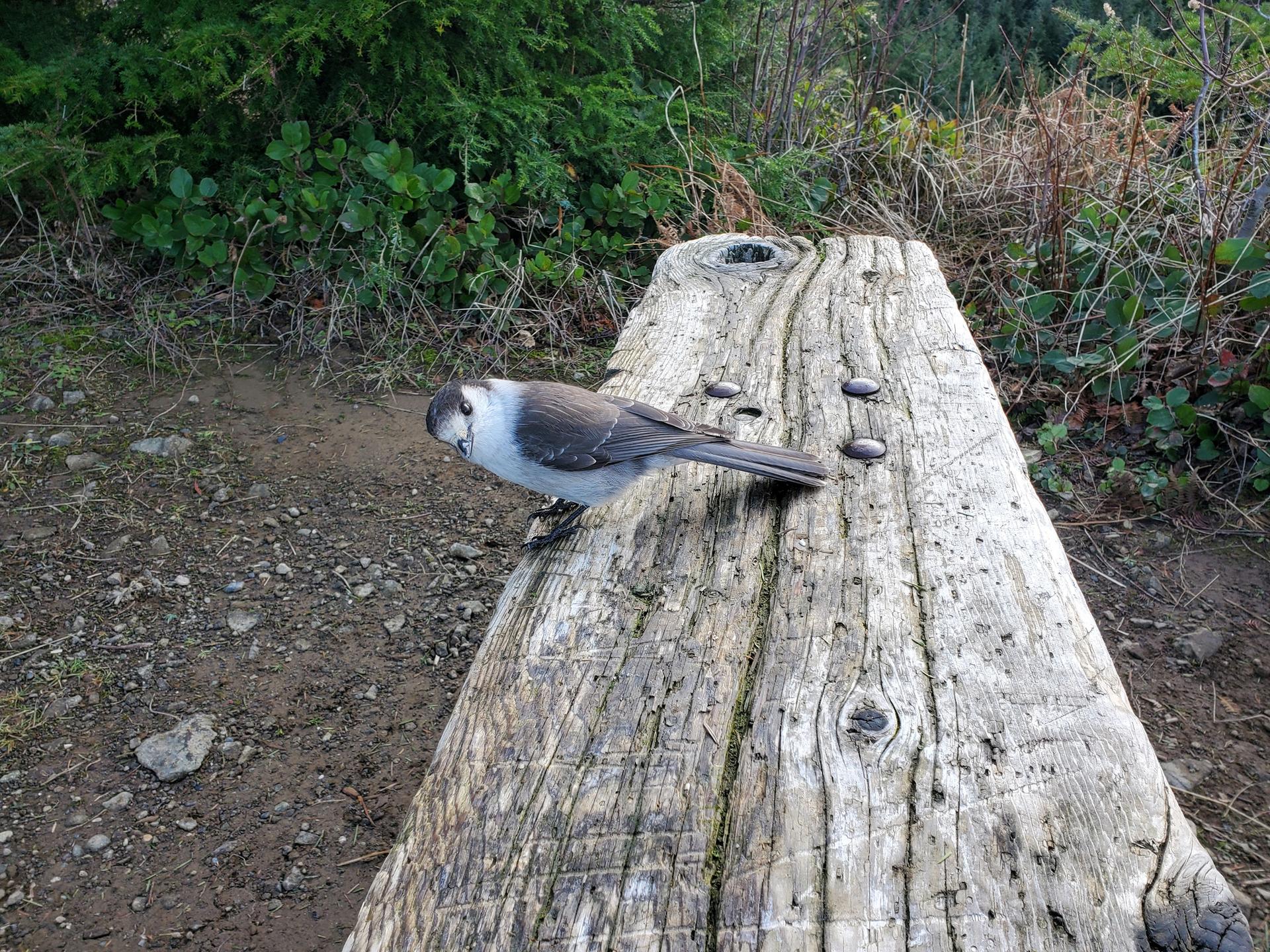 A gray and white bird perches on a weathered wooden log.