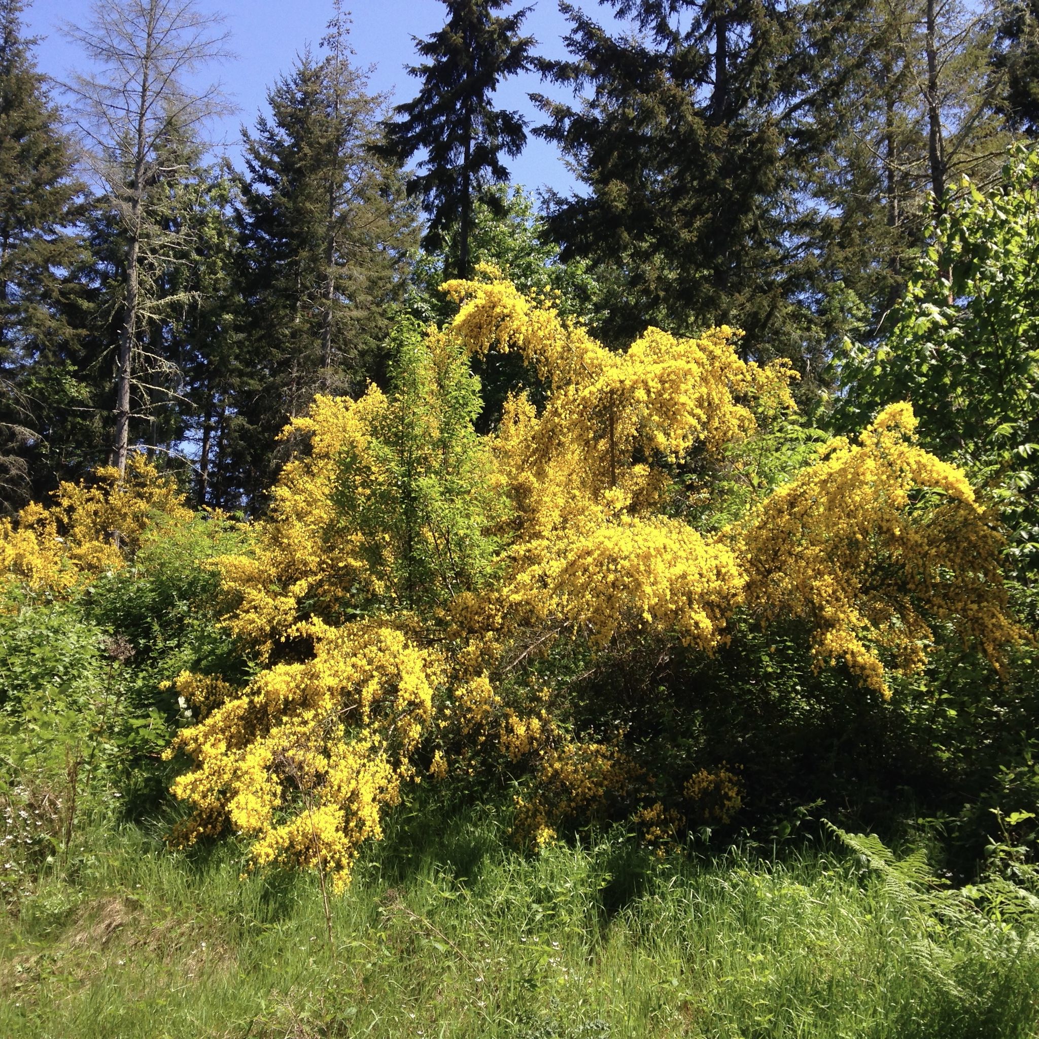 Vibrant yellow flowering bushes in a sunny forest clearing with tall trees. - The Hood Trail loop from Port Gamble