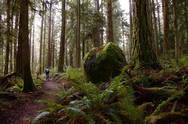 Cyclist on a narrow trail in a dense, mossy evergreen forest. - Grand Ridge Trail