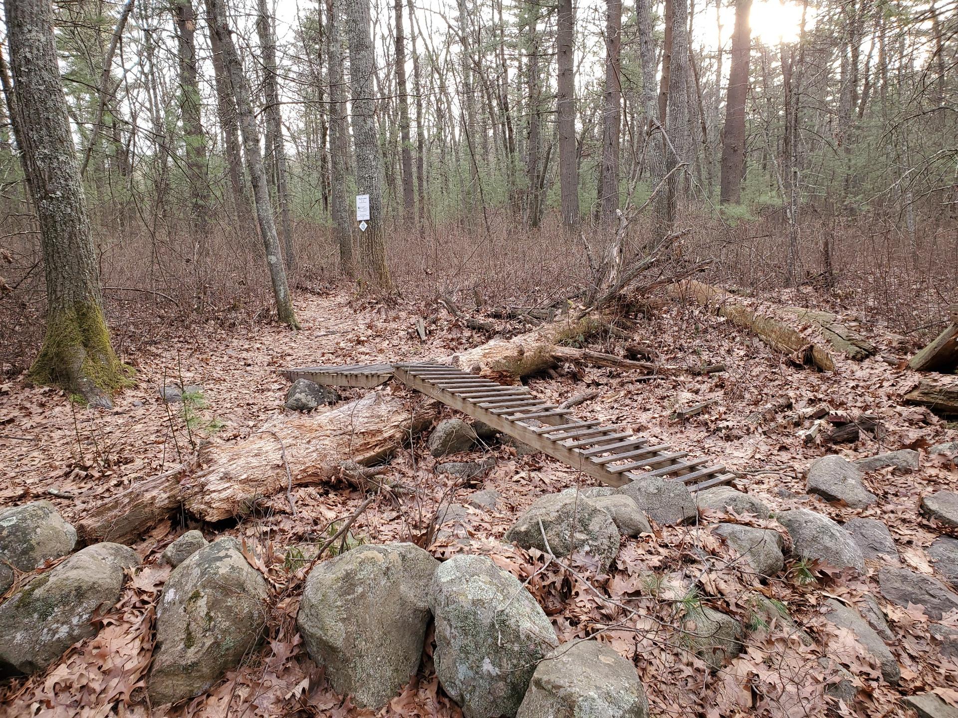 A small wooden bridge over fallen logs in a sparse, sunlit forest.