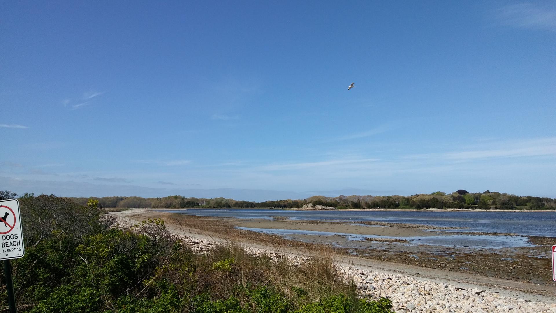 Rocky beach and calm water under a clear blue sky, with distant land and a bird.