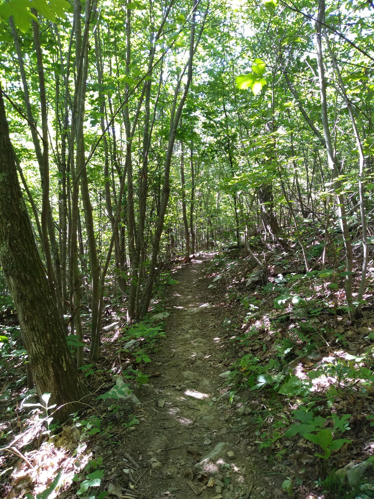 A narrow dirt path winds through a sunlit, dense green forest. - Woodstock Lookout Tower – Strasburg Reservoir loop from Bear Wallow-Signal Knob Parking Lot