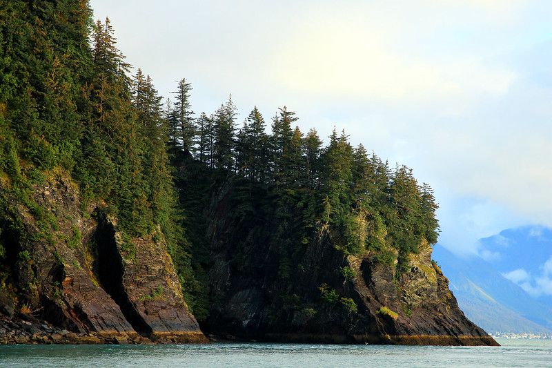 Steep, forested cliffs rise from calm water under a cloudy sky. - Caines Head Loop Trail