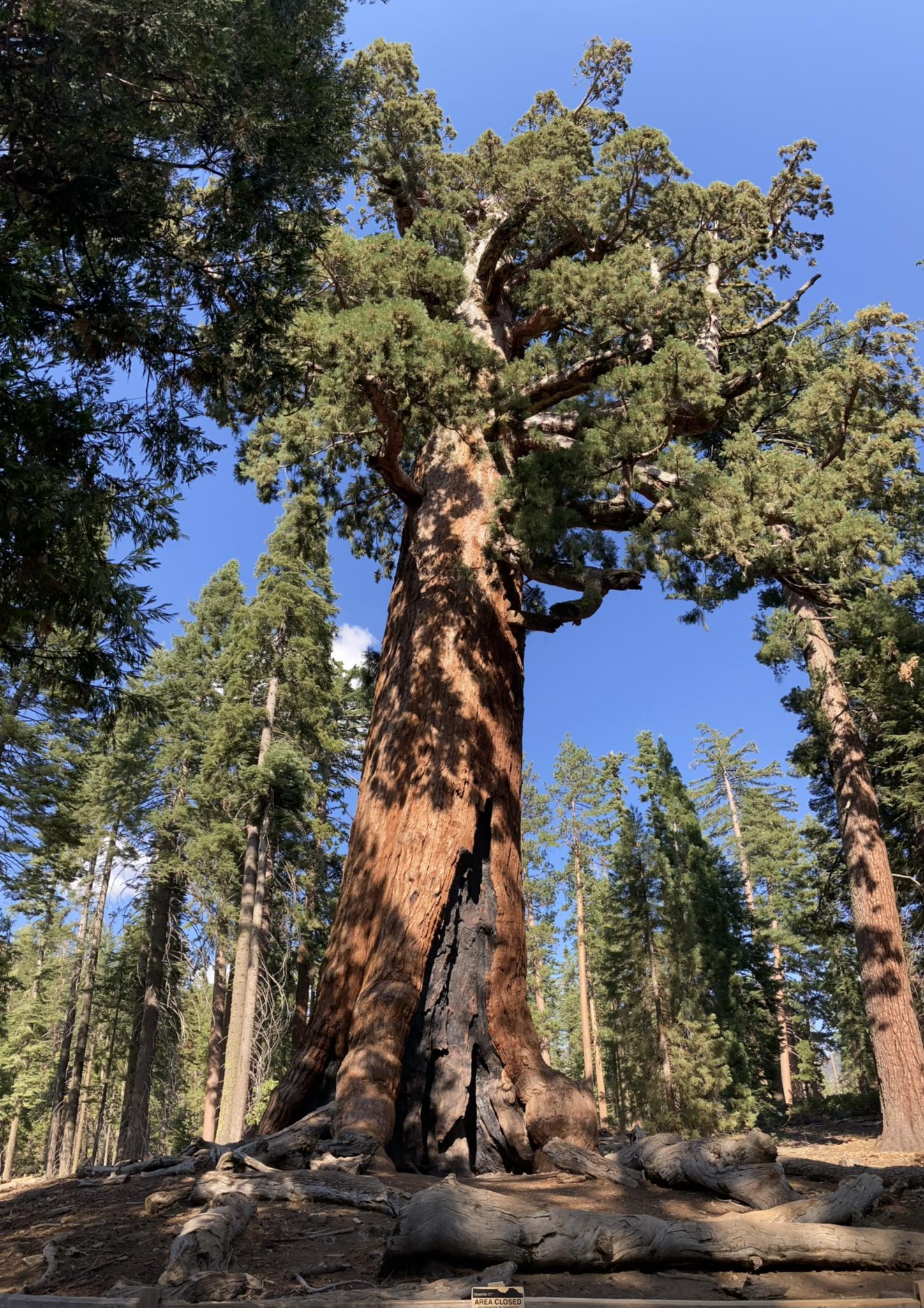 Majestic giant tree with a burnt base, surrounded by forest under blue sky.