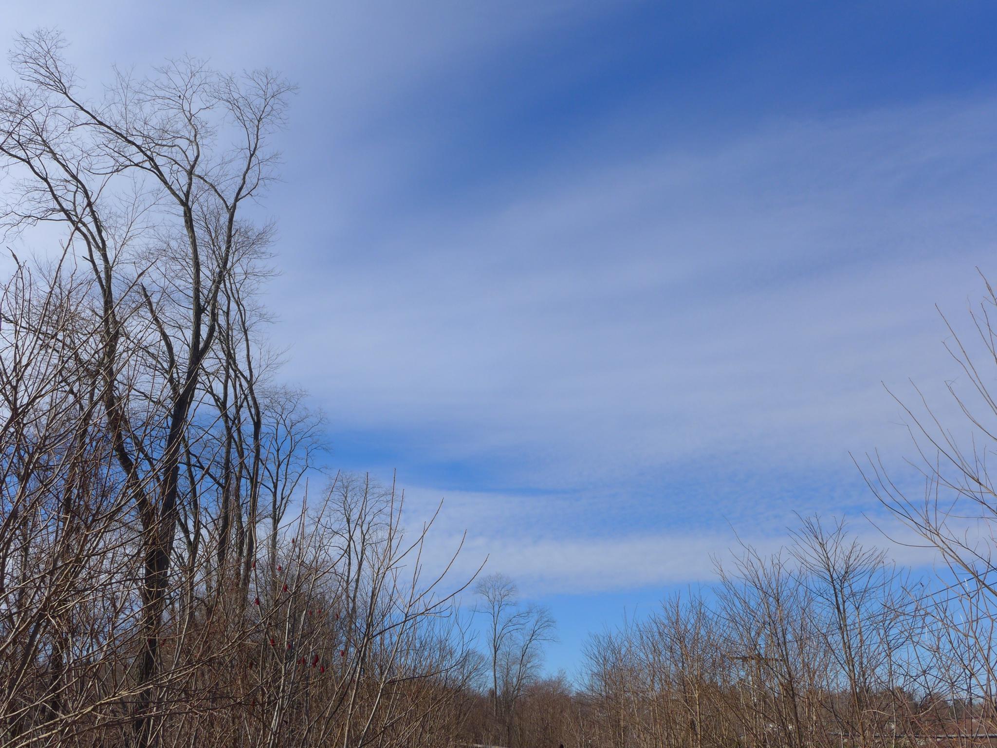 Bare trees silhouetted against a bright blue sky with wispy clouds.