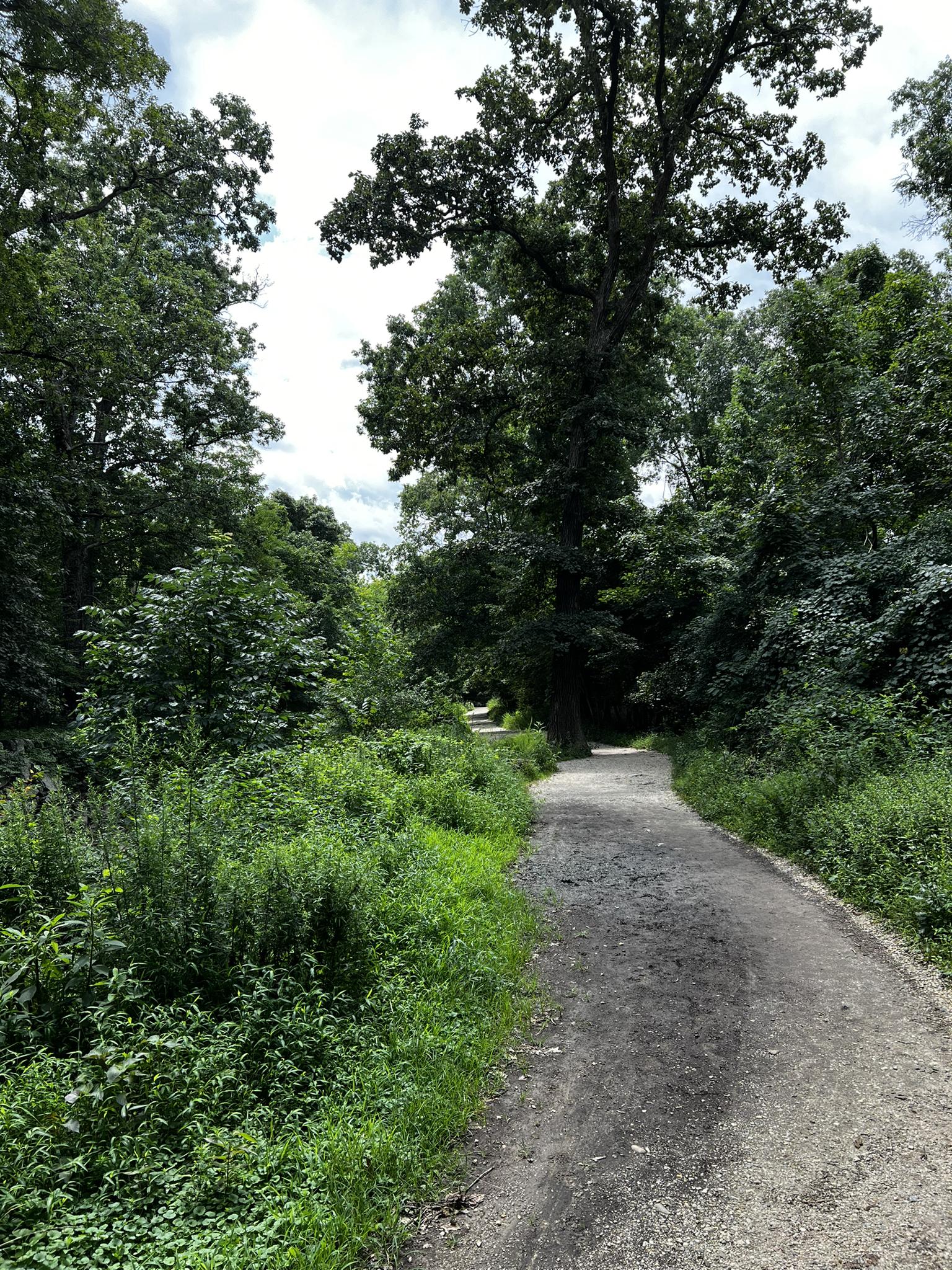 Shaded dirt path winding through a dense, lush green forest on a cloudy day.