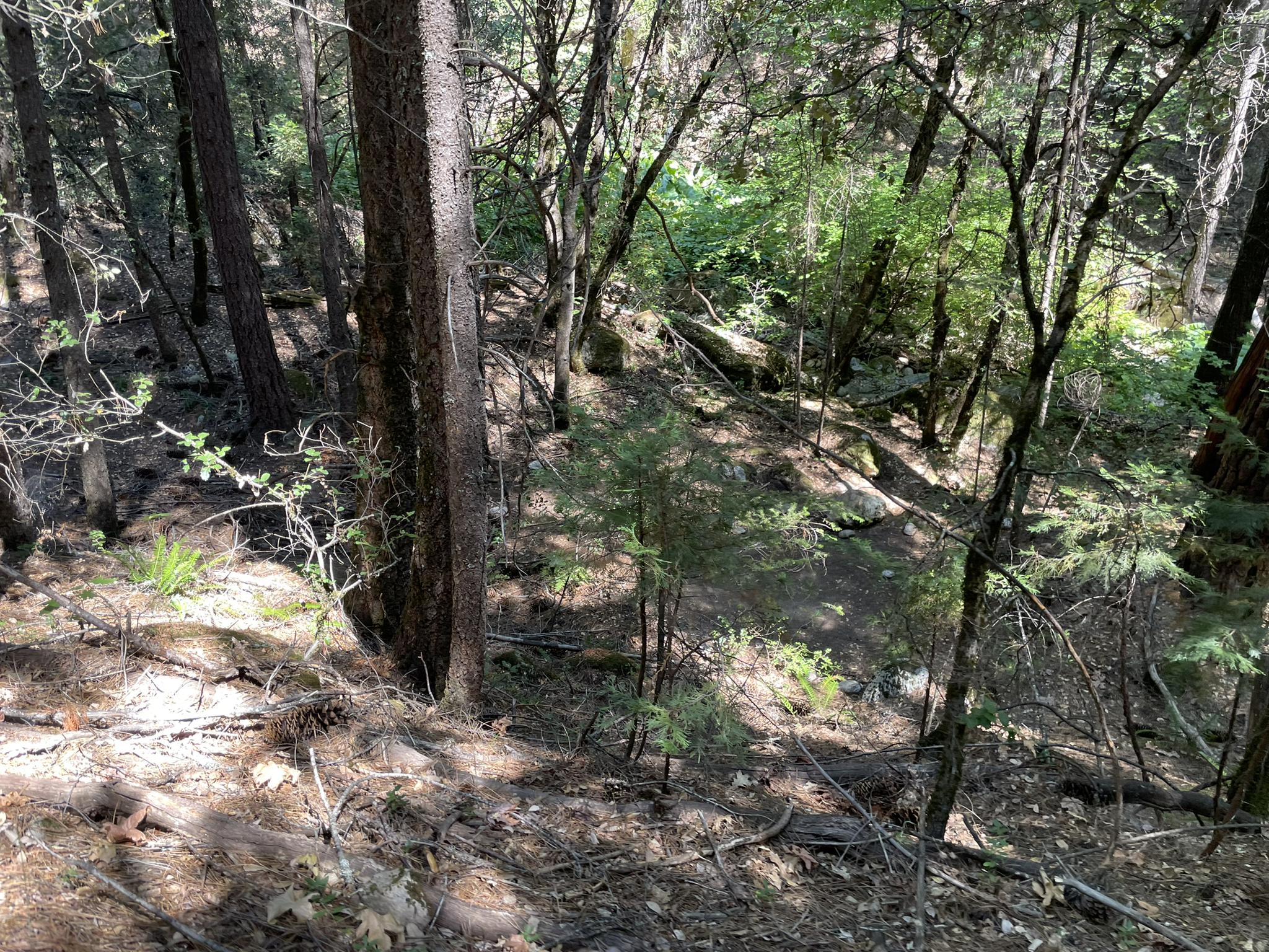 Sunlight filters through dense trees onto a sloping forest floor covered in leaves.