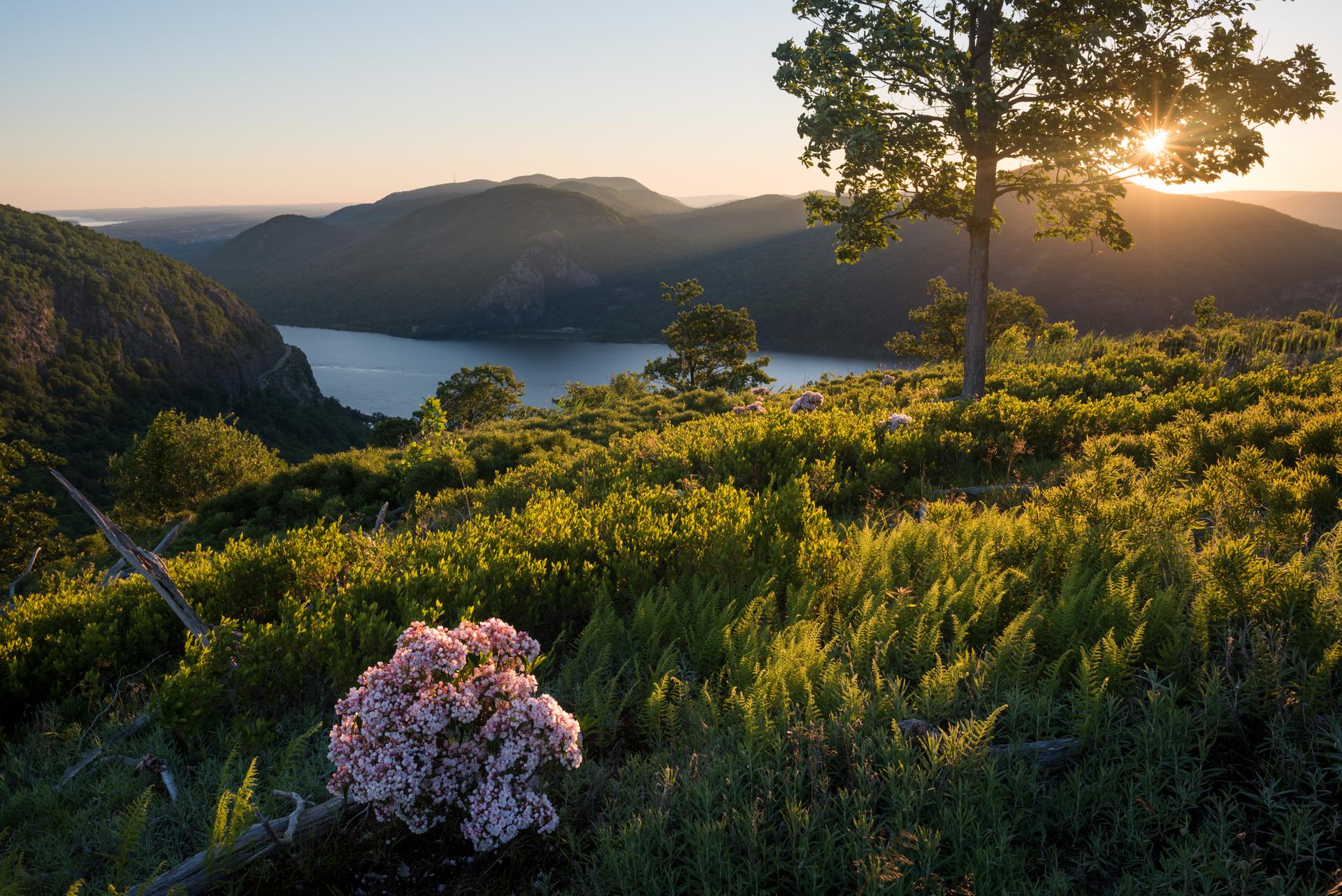 Sunset over a river valley, with a flowering plant in the foreground.