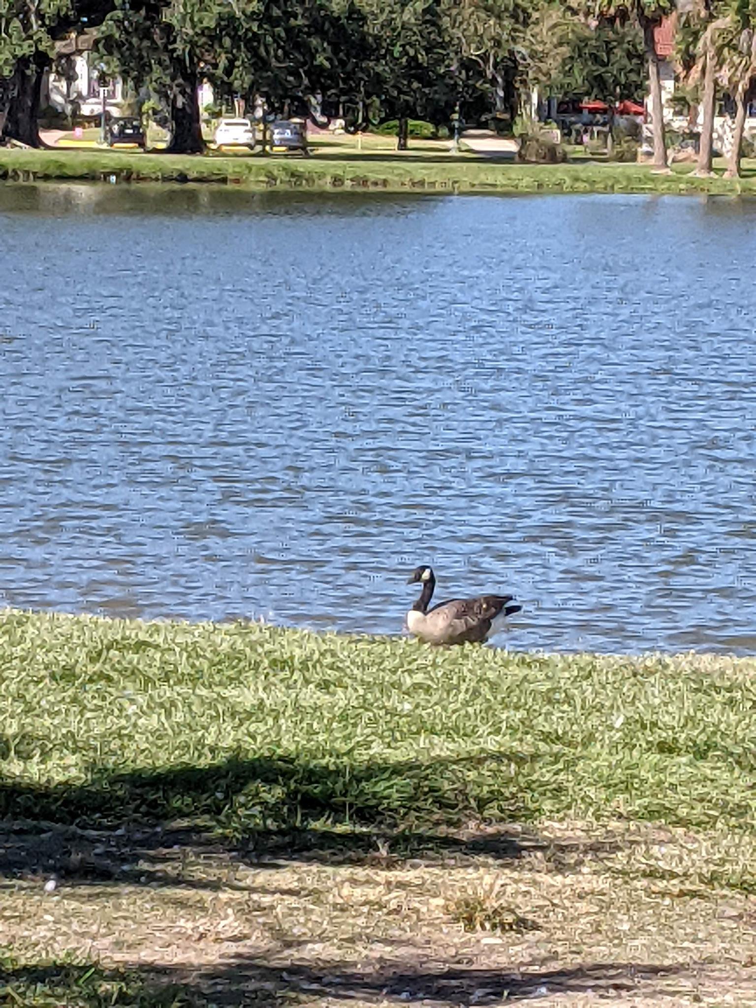 A goose rests on a grassy bank beside a calm, blue body of water.