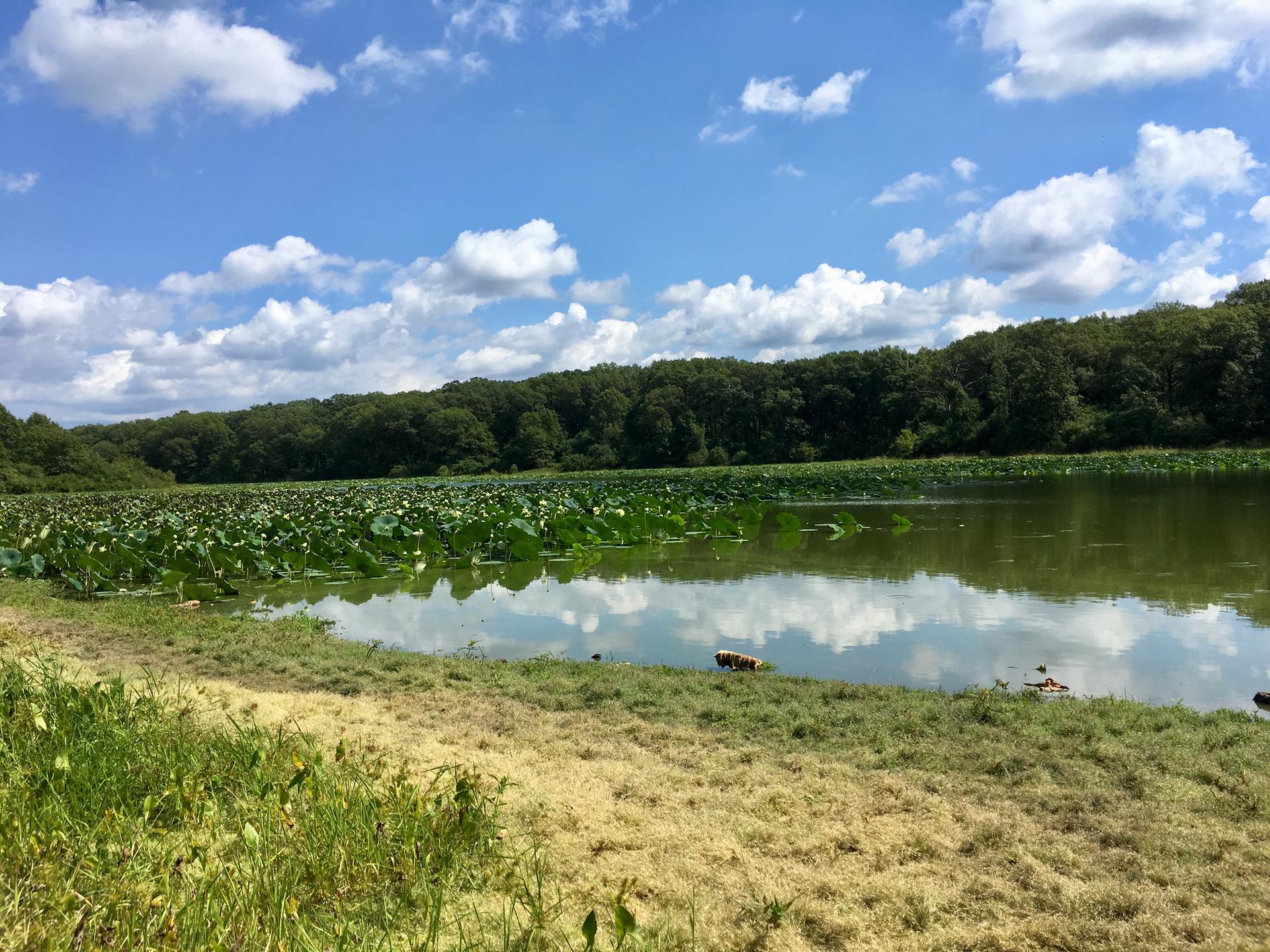 A lake covered in green lily pads, surrounded by forest on a sunny day.