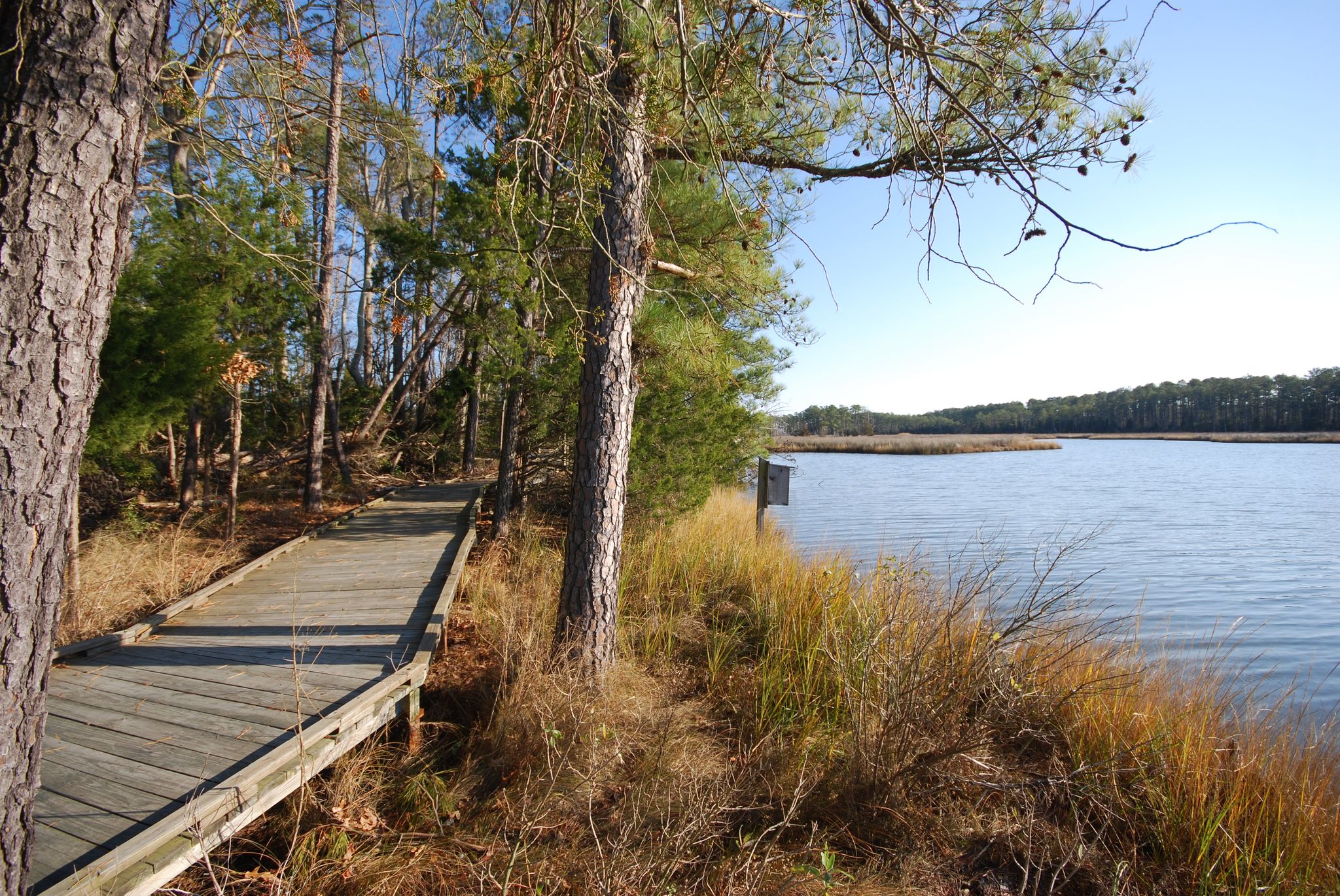 Wooden boardwalk through sunlit forest beside a calm lake on a clear day. - Neck Fields Trail