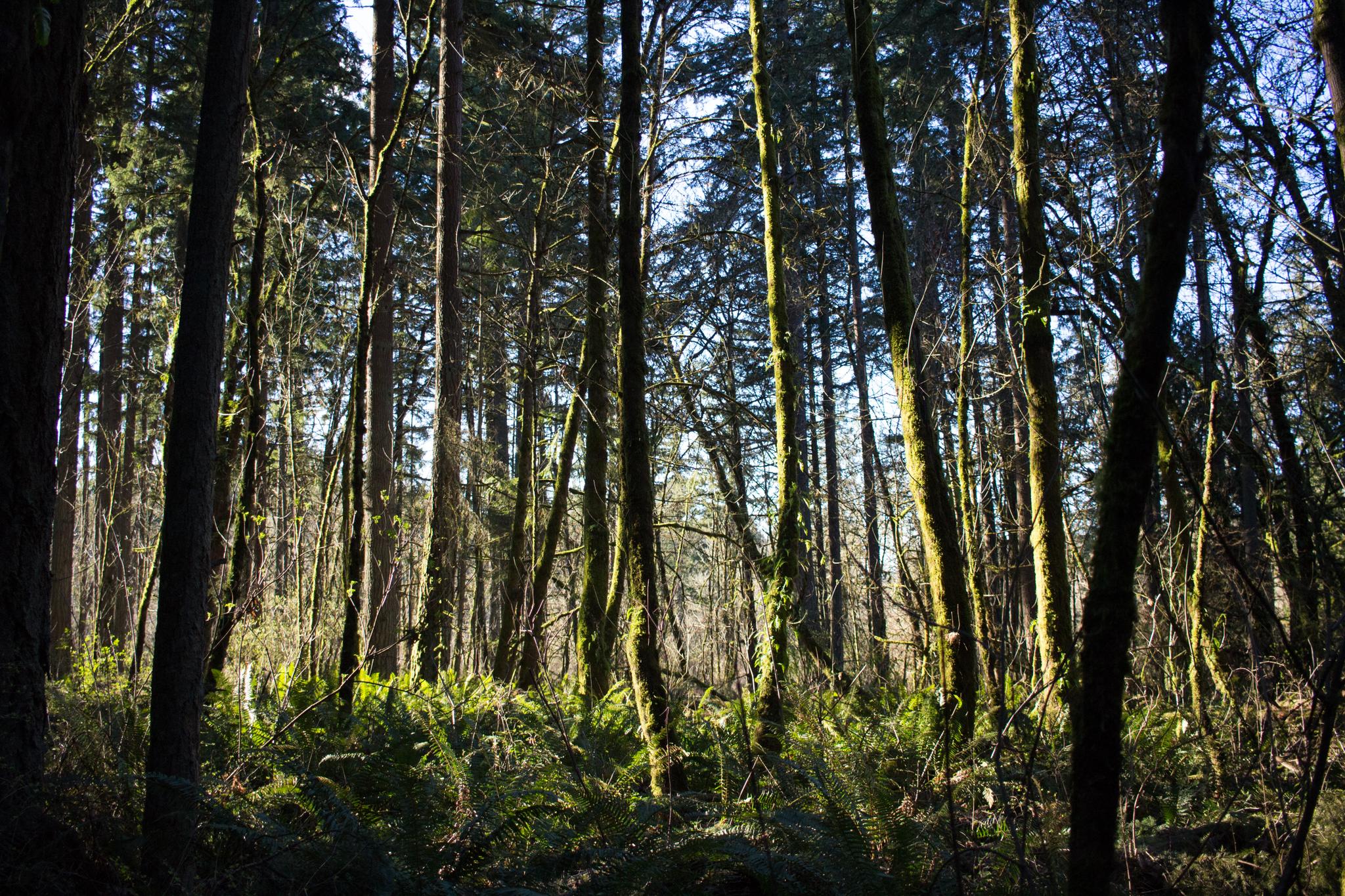 Sunlight illuminates mossy tree trunks and ferns in a dense, green forest.