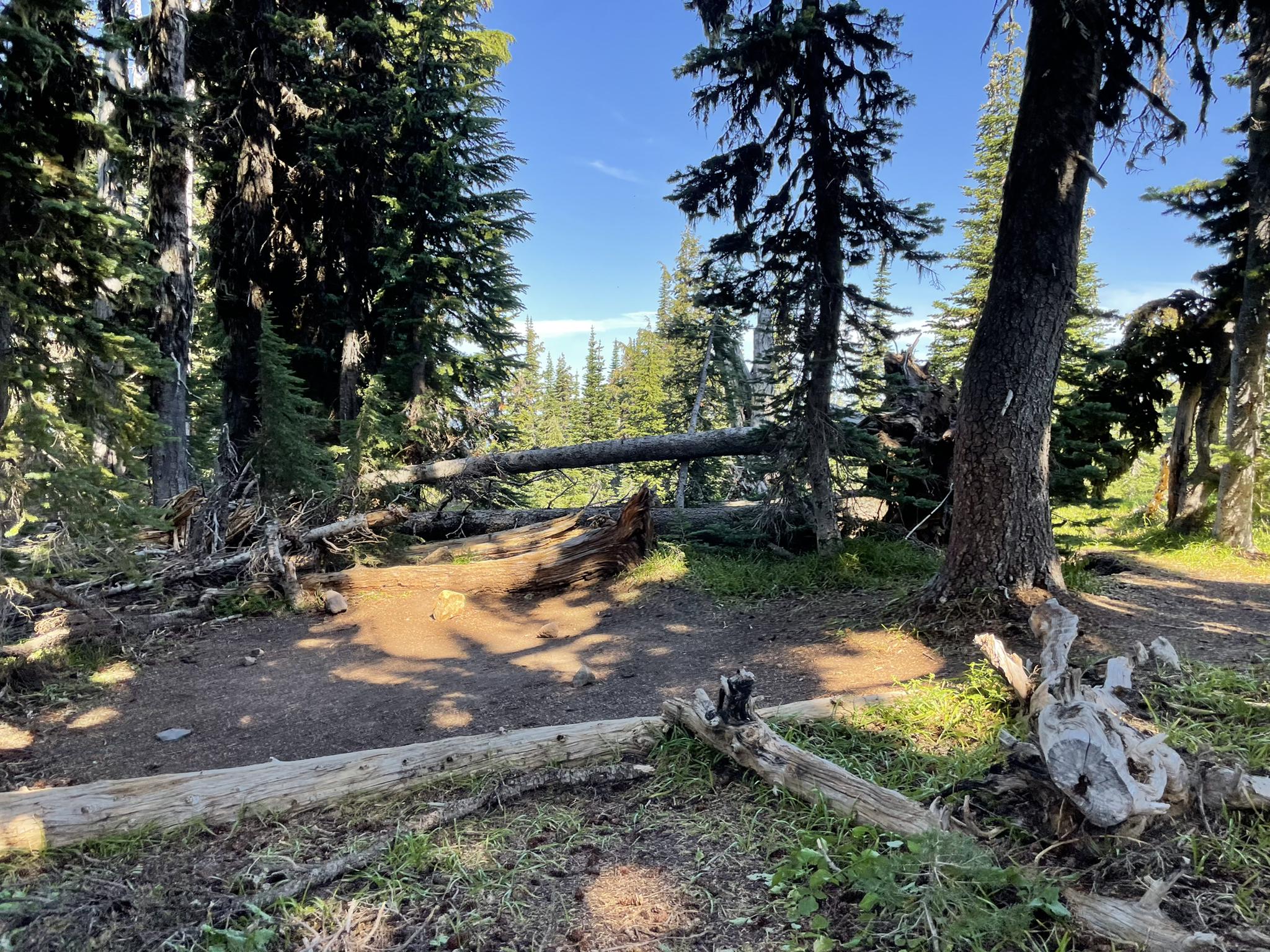 Forest floor with fallen logs and tall evergreen trees, dappled sunlight.