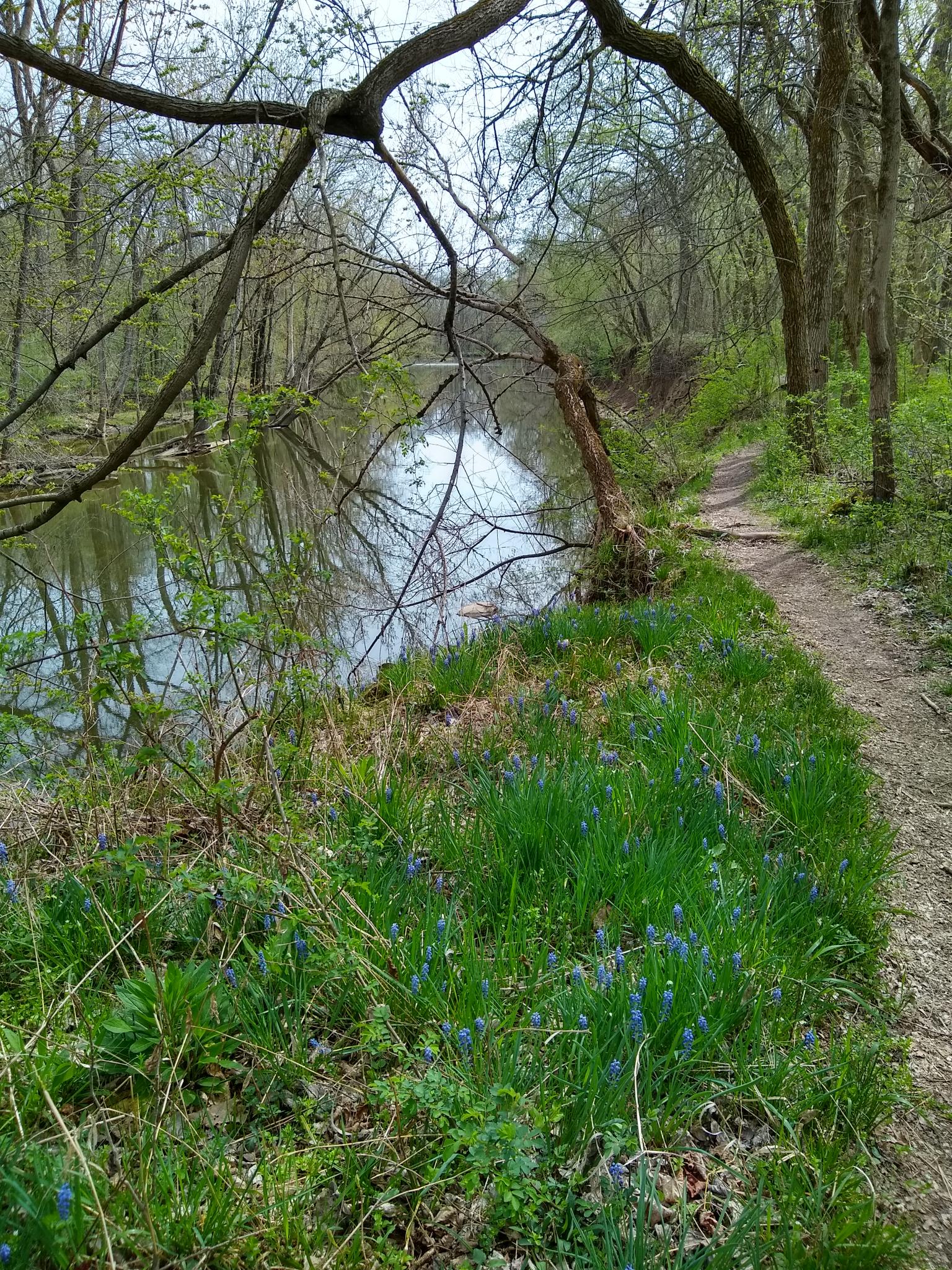 Overcast forest path alongside a calm river with blue wildflowers.