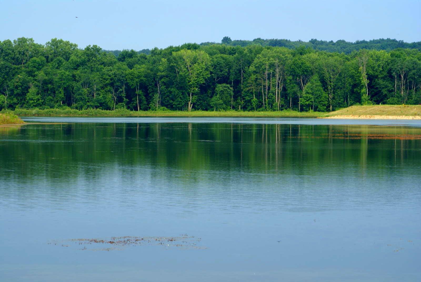 Calm lake reflecting a dense green forest under a bright blue sky.
