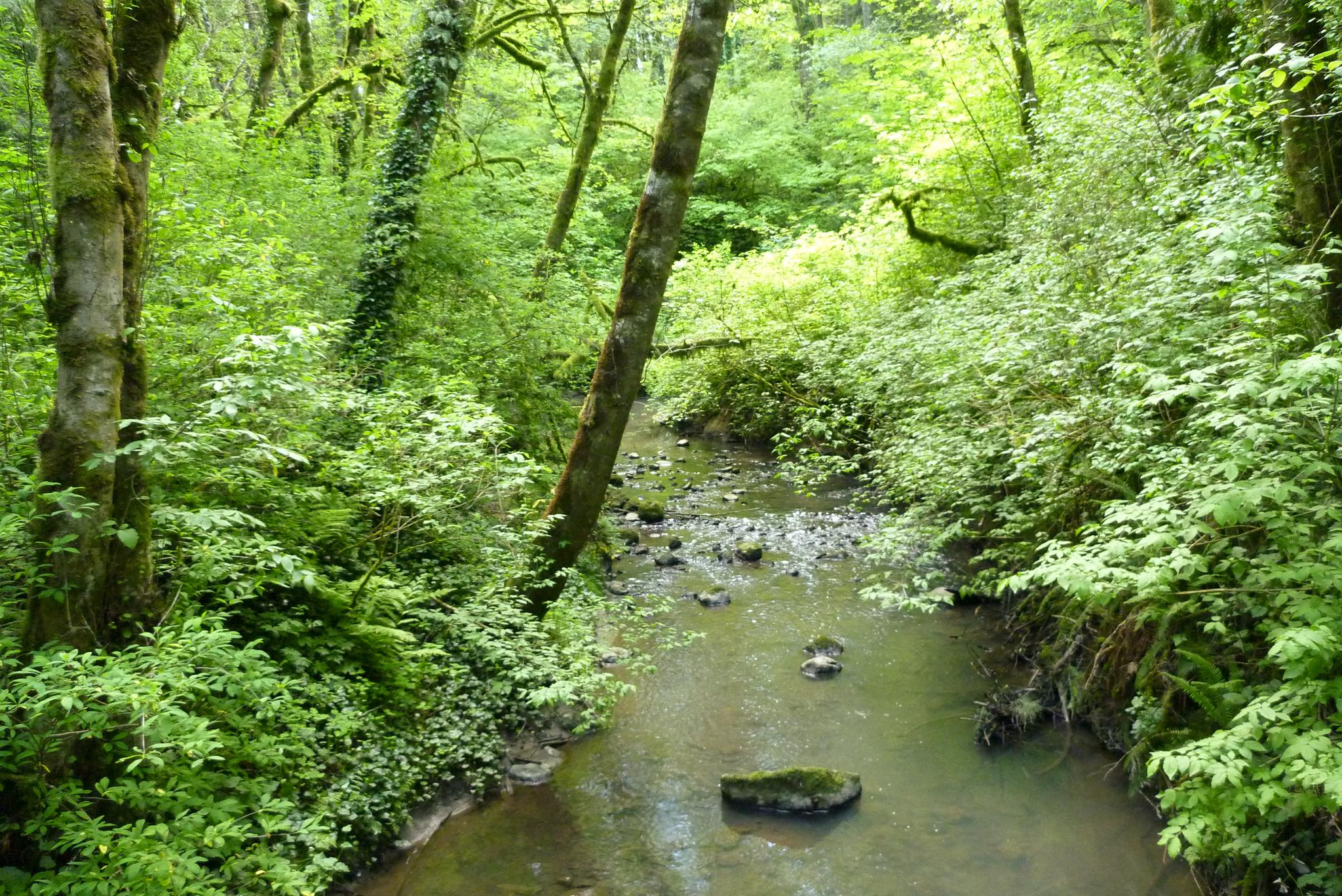 A small stream winds through a lush, bright green forest on a sunny day.