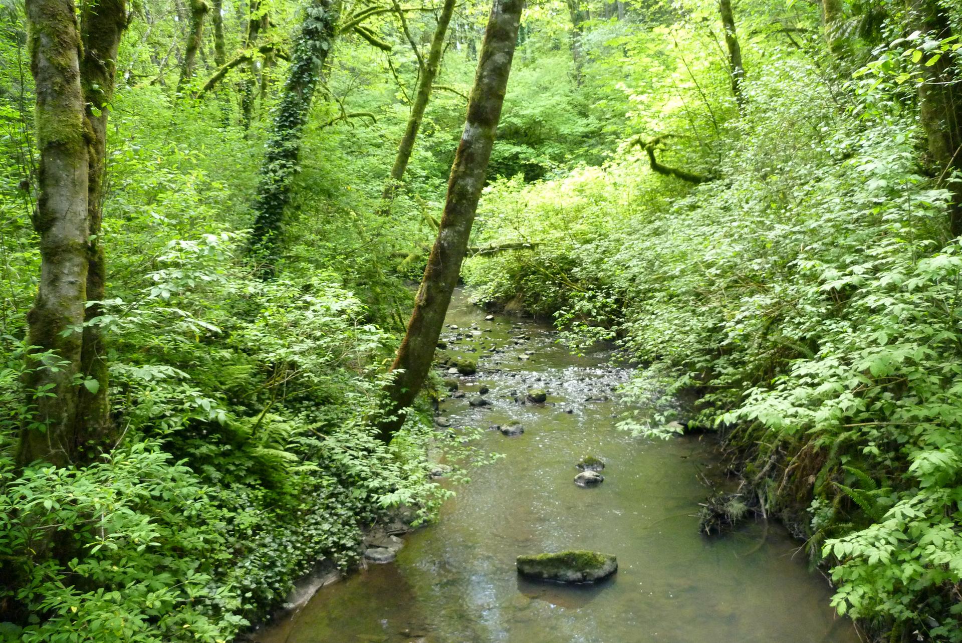 A small stream winds through a lush, bright green forest on a sunny day.