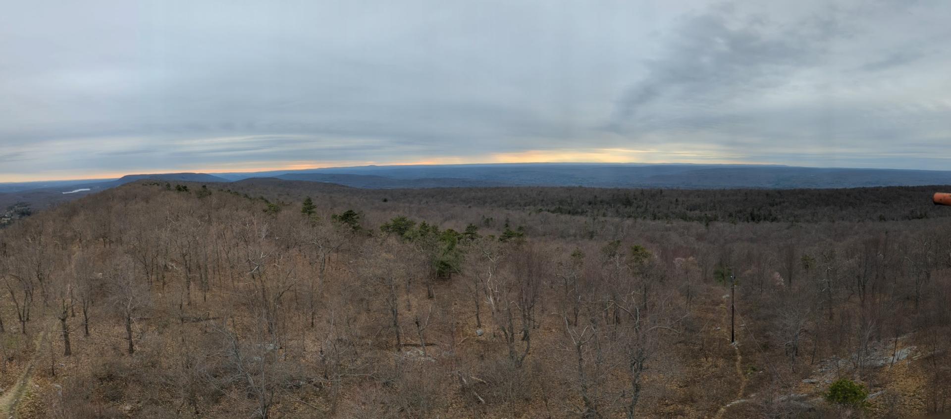 Expansive forest of bare trees under a cloudy, muted sky.