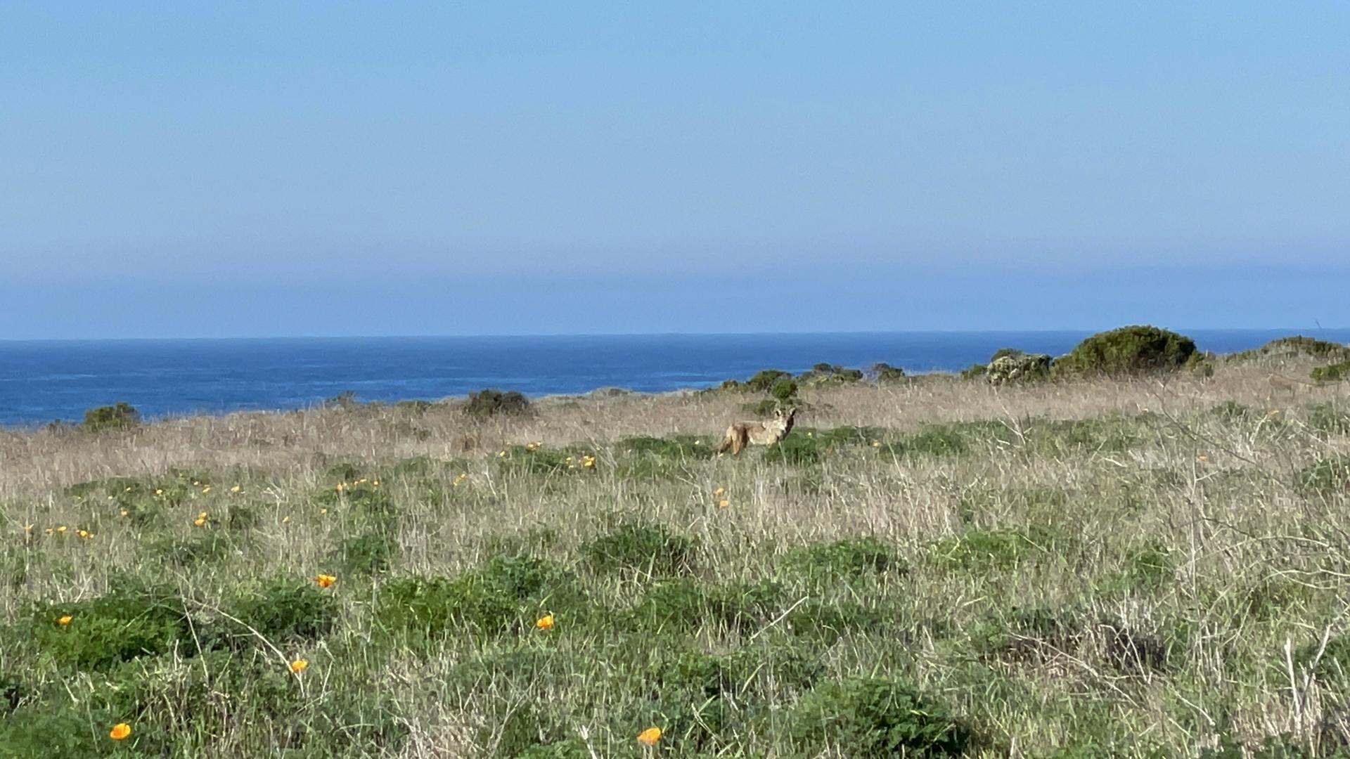 A deer stands in a sunny, grassy field overlooking the blue ocean.