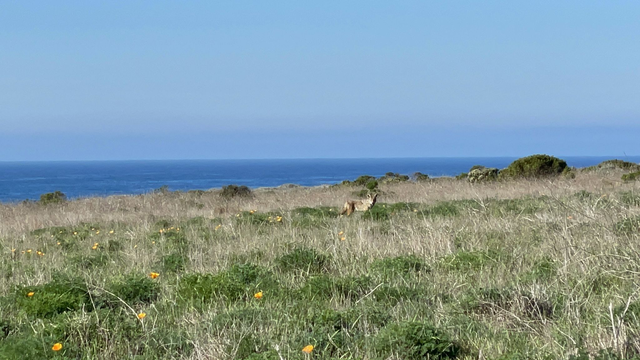 A deer stands in a sunny, grassy field overlooking the blue ocean. - Along waterfront – The Bluffs loop from Spooner's Cove