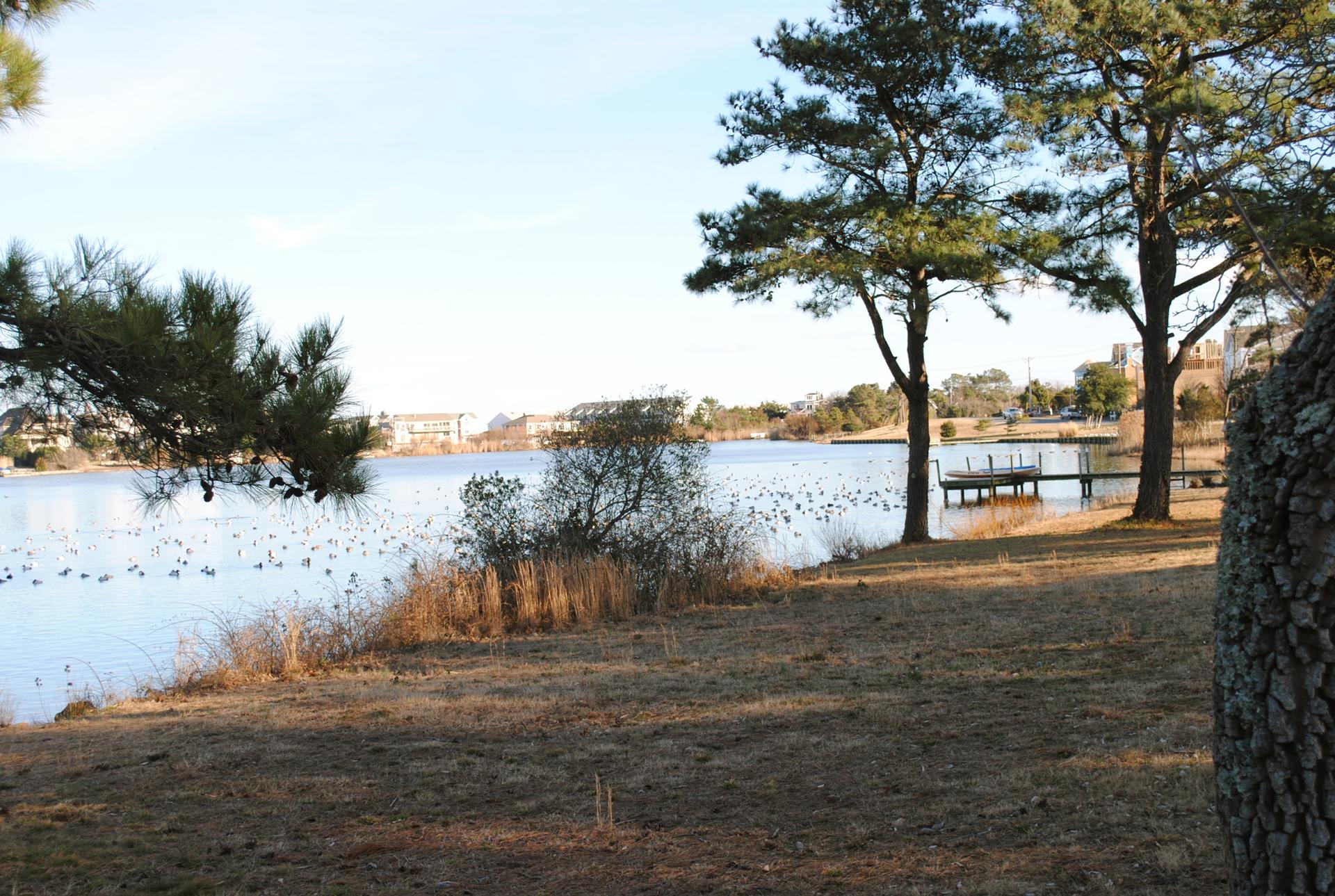 A lake with many ducks, surrounded by trees and distant buildings, in warm light.