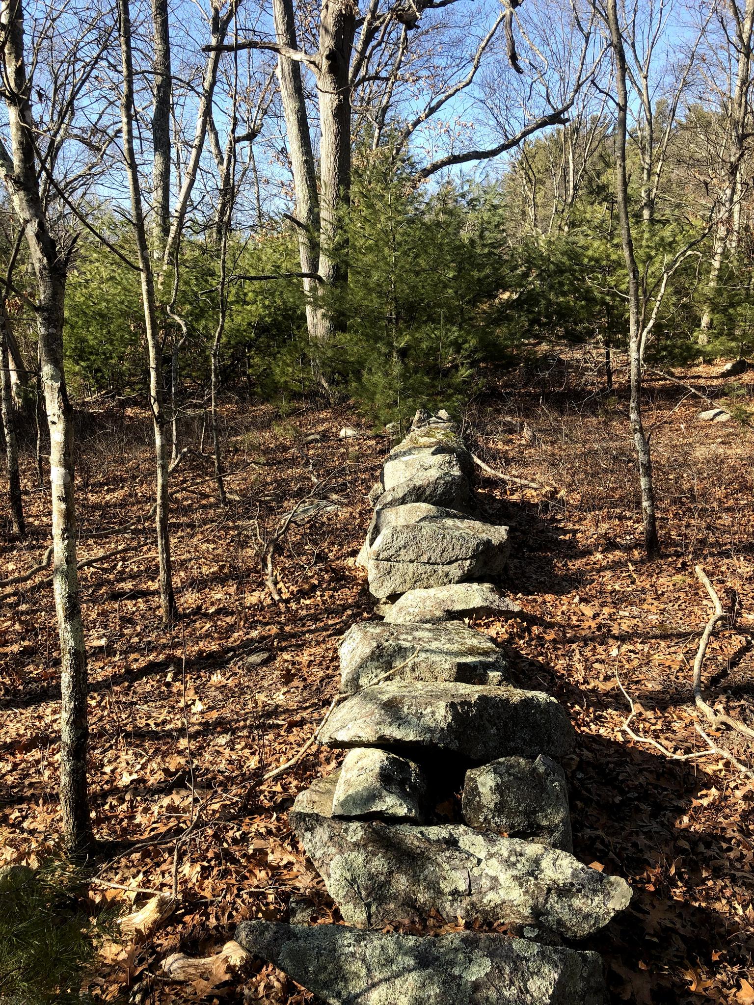 A stone wall winds through a sunny forest with bare trees and fallen leaves.