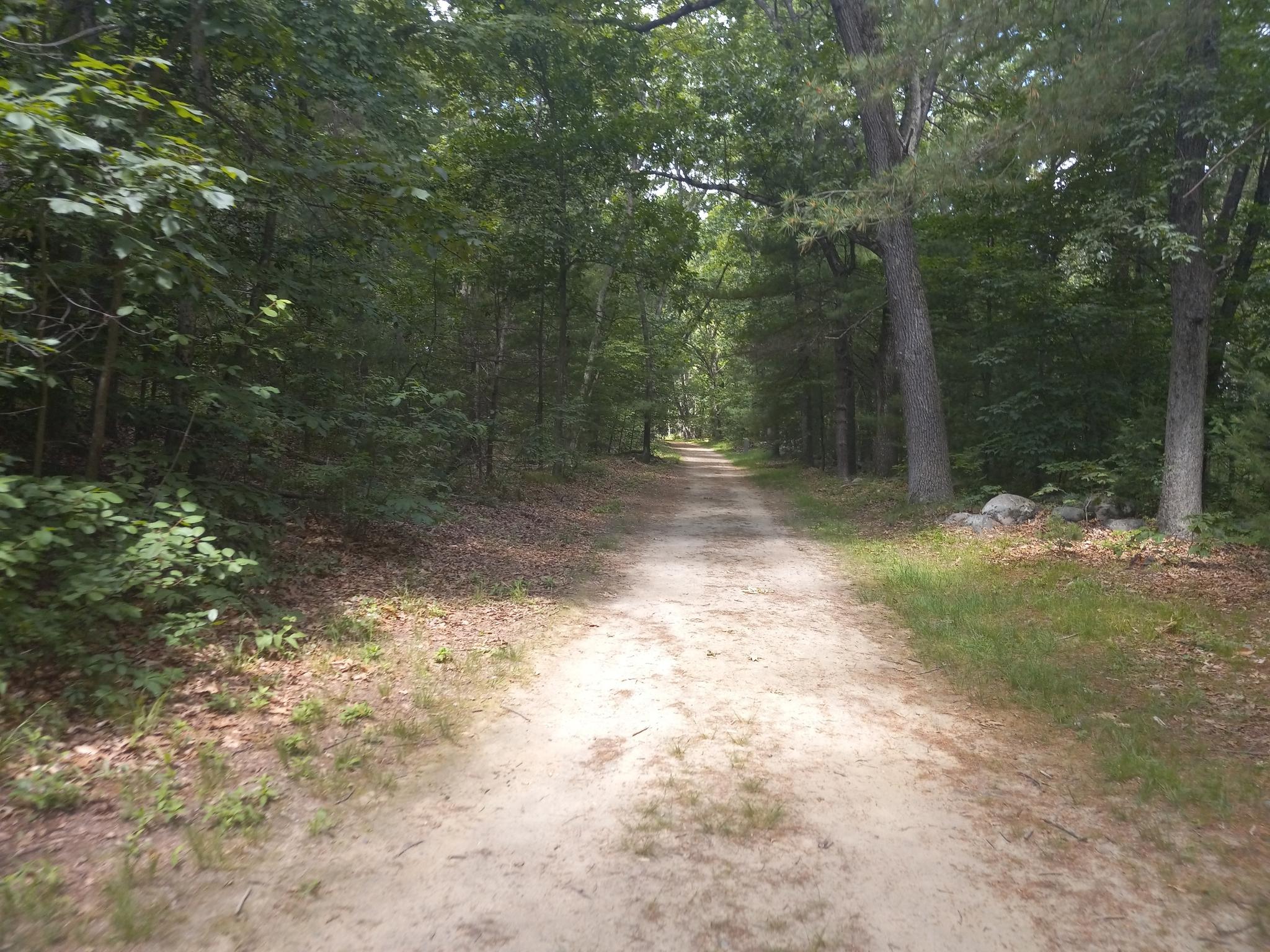 A sunlit dirt road extends through a lush green forest.