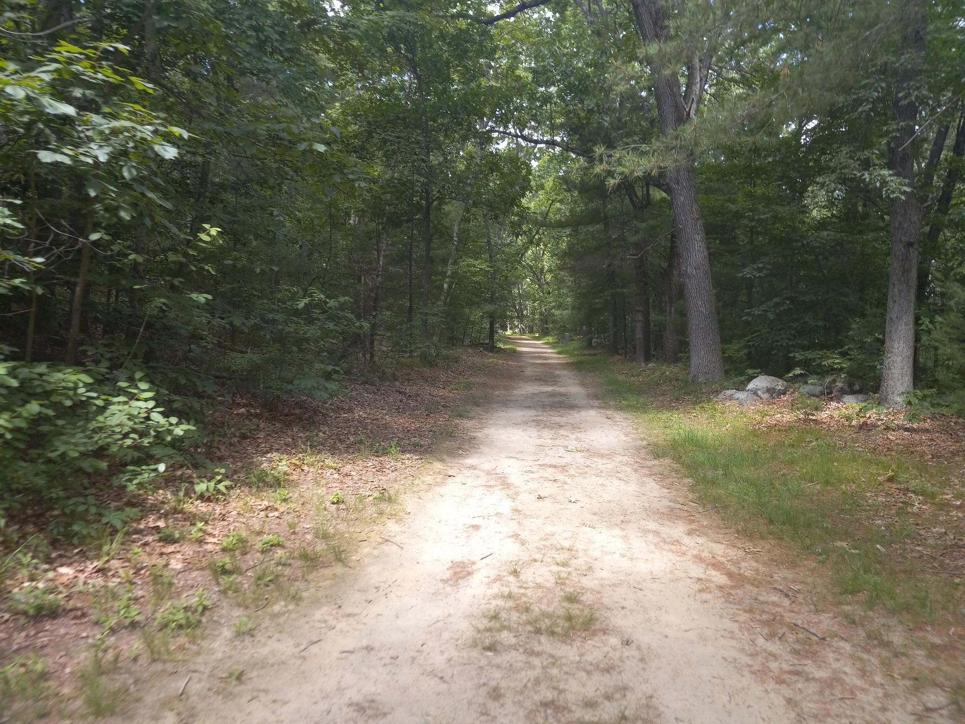 A sunlit dirt road extends through a lush green forest.