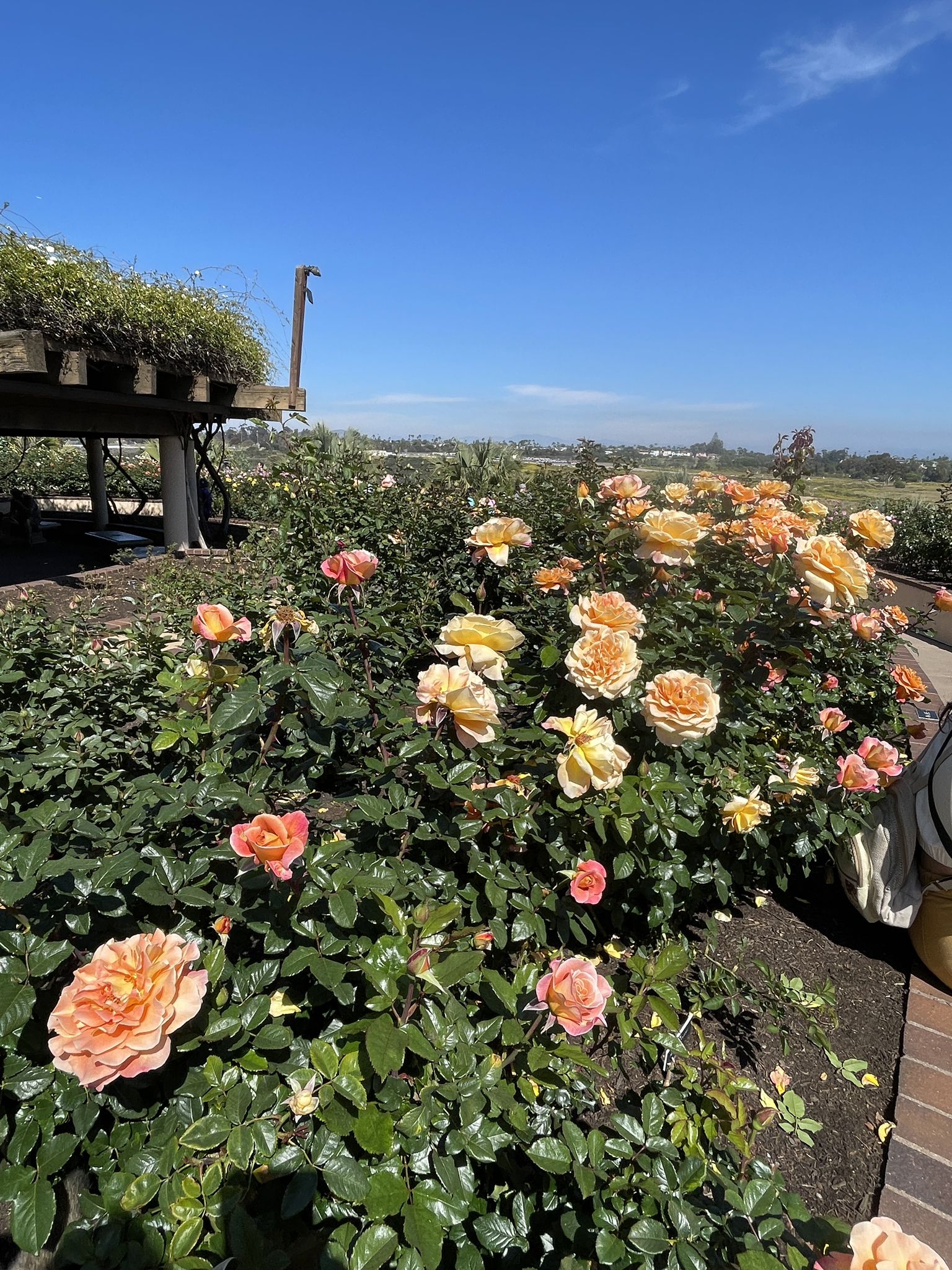 Vibrant orange and yellow roses blooming under a clear blue sky. - Seven Bridge Walk